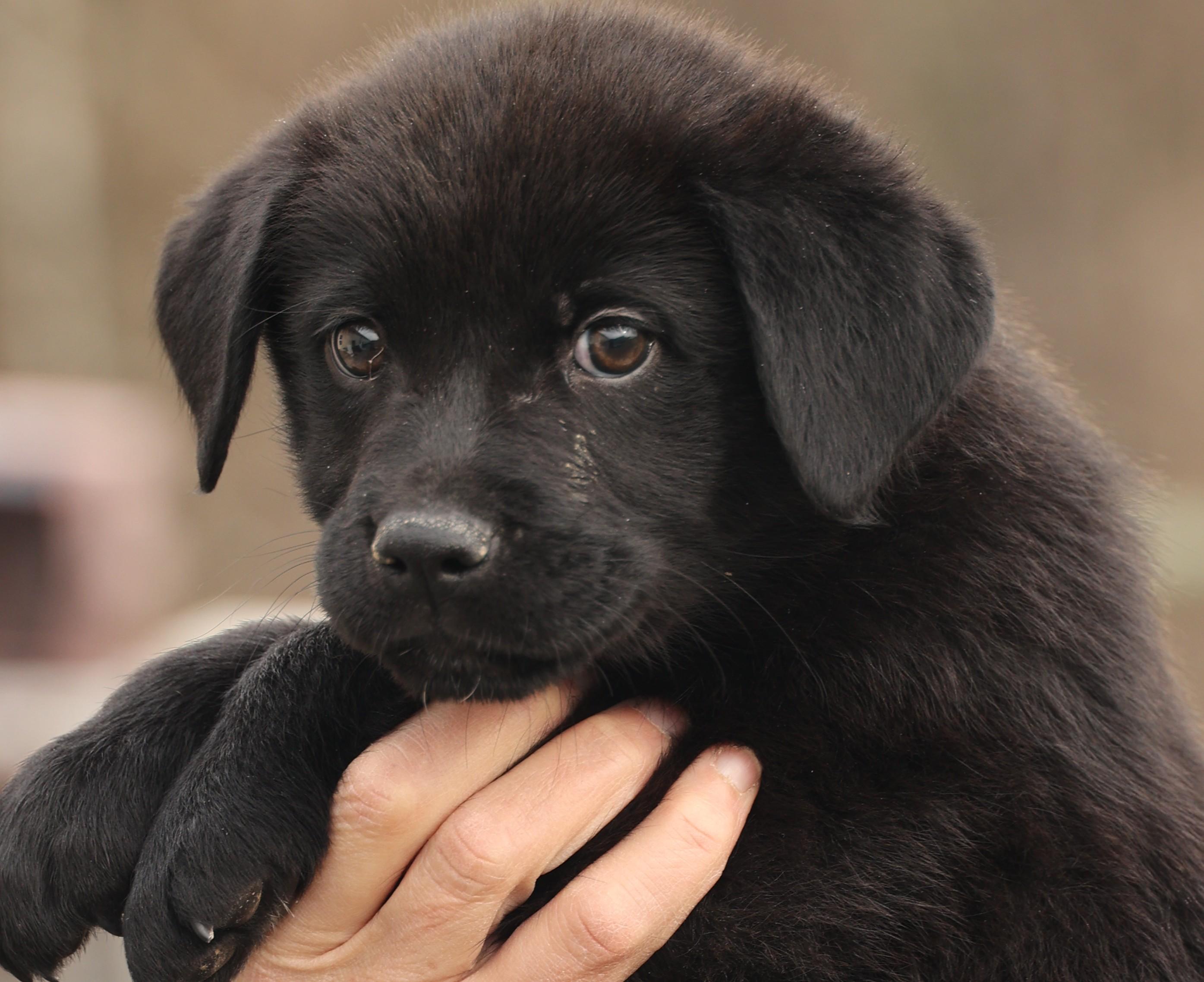 Enlarge Archer-Available! www.lhar.dog to apply! , an adoptable mixed breed in Frederick, MD image 4/6