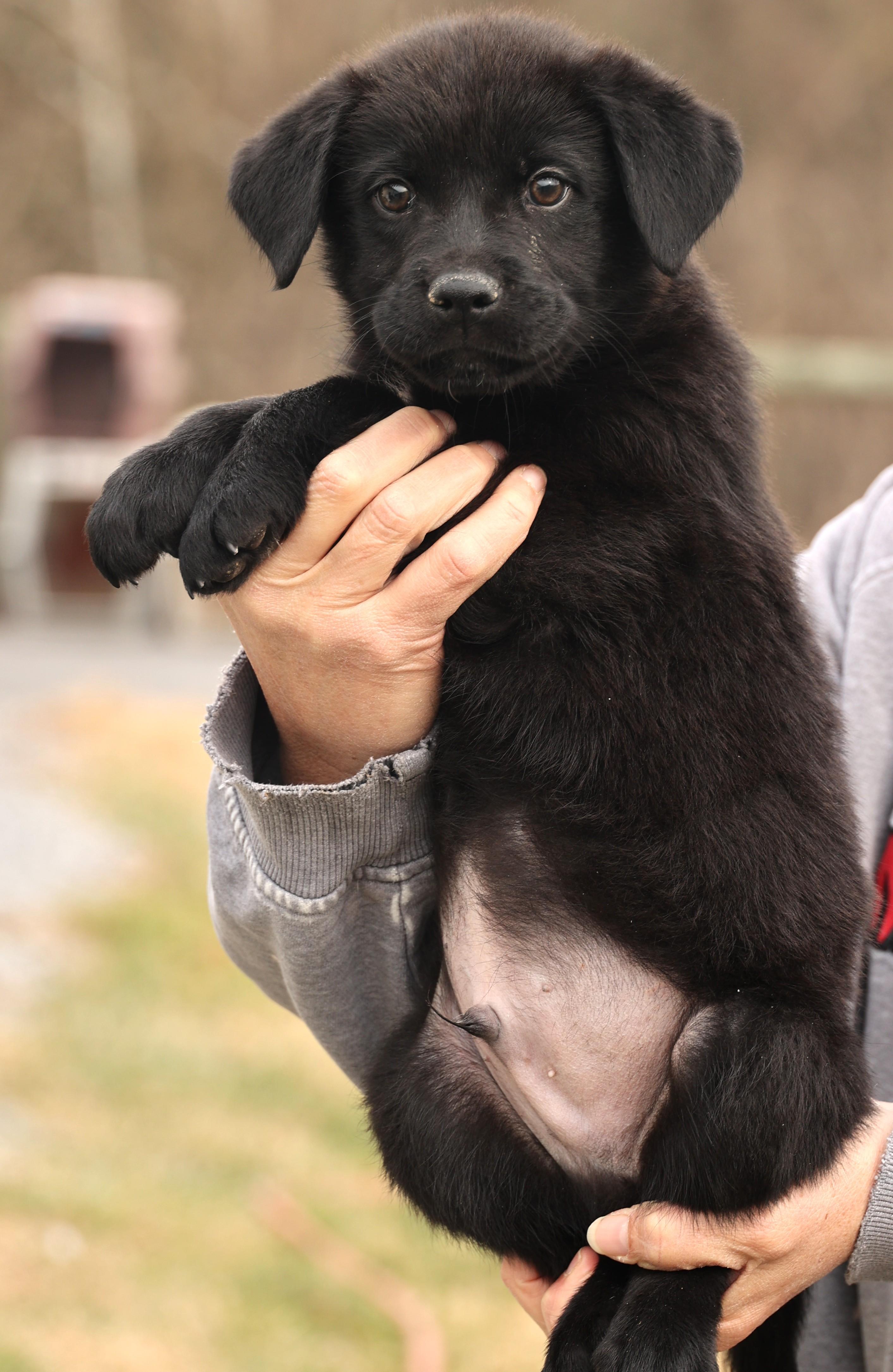 Enlarge Archer-Available! www.lhar.dog to apply! , an adoptable mixed breed in Frederick, MD image 6/6