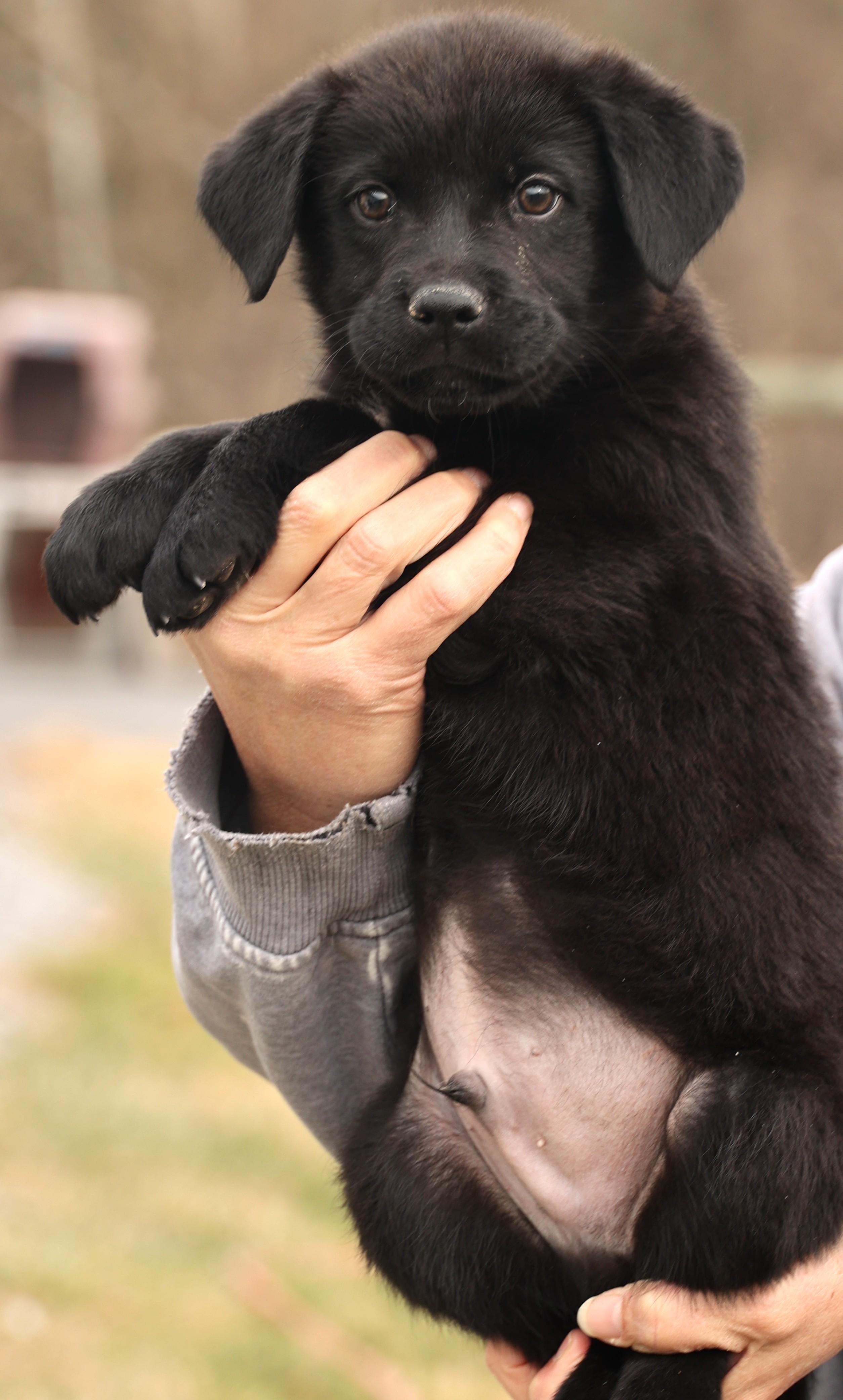 Enlarge Archer-Available! www.lhar.dog to apply! , an adoptable mixed breed in Frederick, MD image 3/6