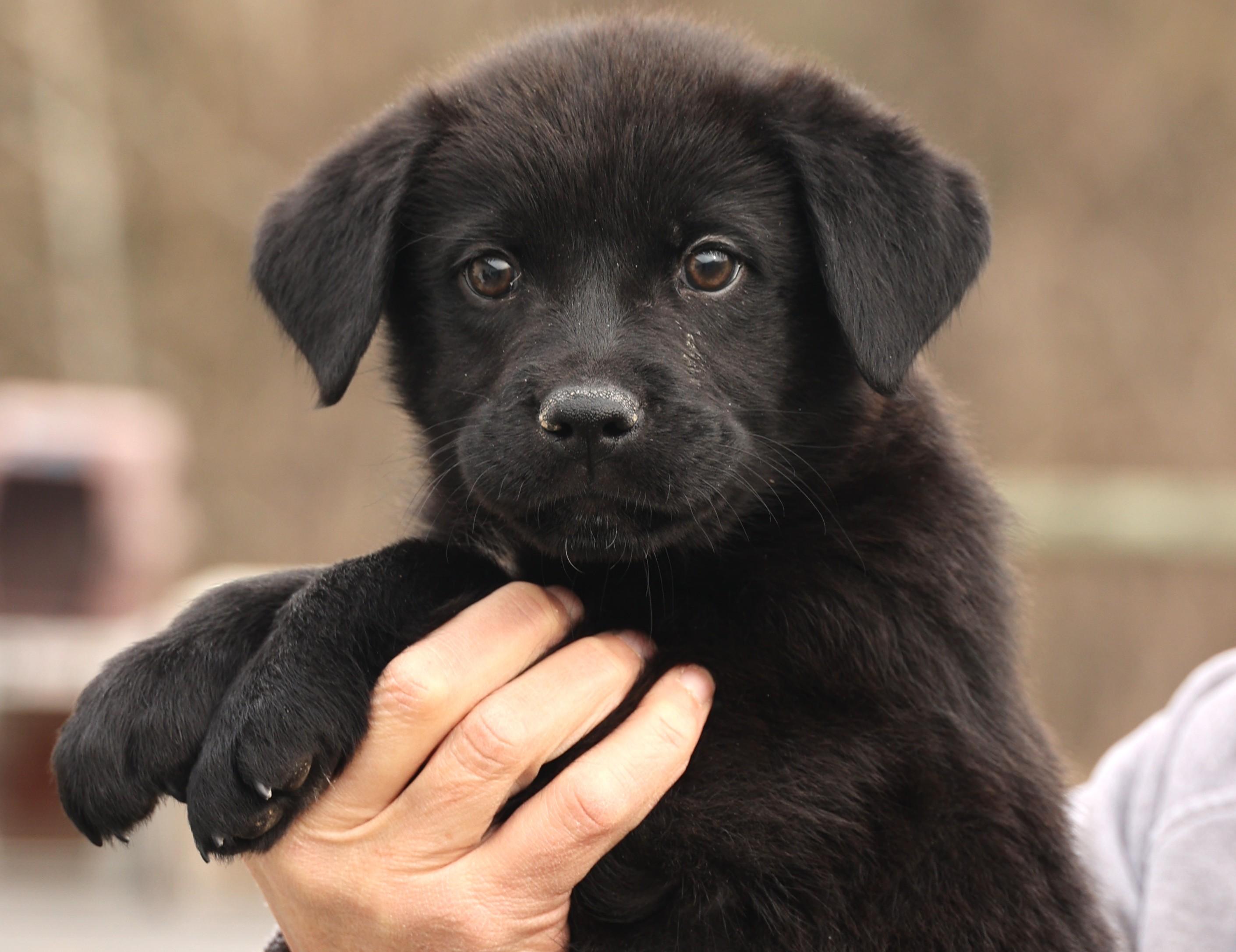 Enlarge Archer-Available! www.lhar.dog to apply! , an adoptable mixed breed in Frederick, MD image 5/6