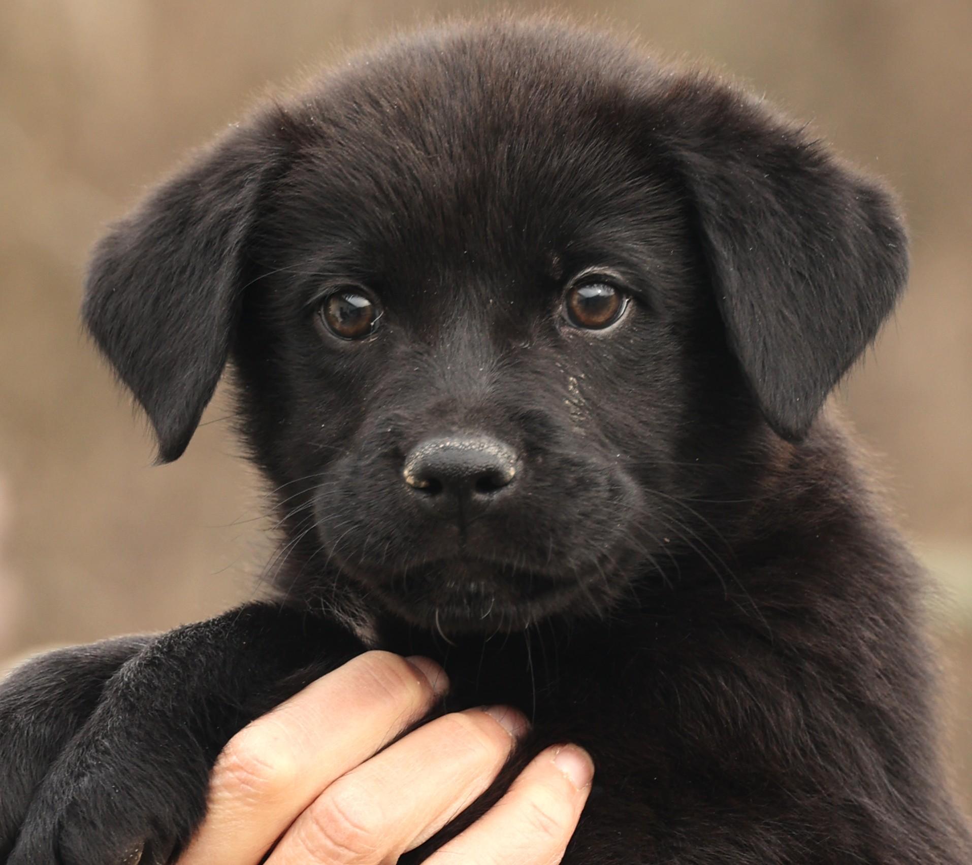 Enlarge Archer-Available! www.lhar.dog to apply! , an adoptable mixed breed in Frederick, MD image 2/6