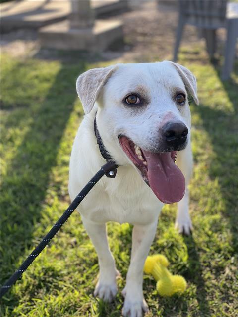 PIEROGI, Adoptable, Adult Male Labrador Retriever & Pit Bull Terrier.