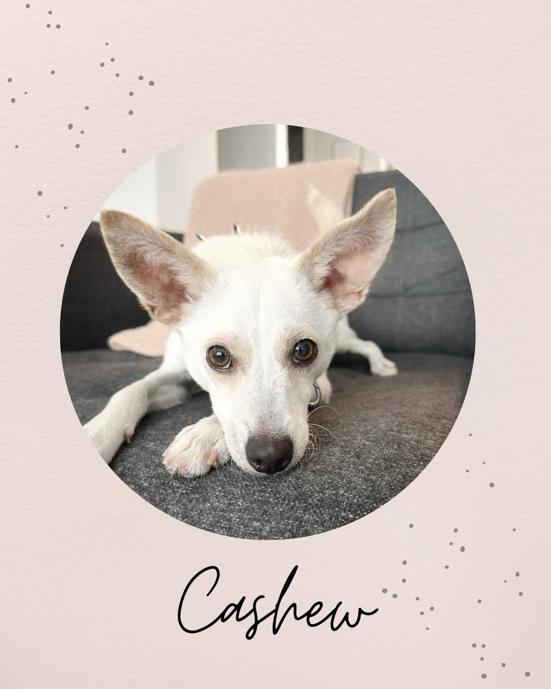 CASHEW, ADOPTABLE, Puppy Male Chihuahua & Terrier.