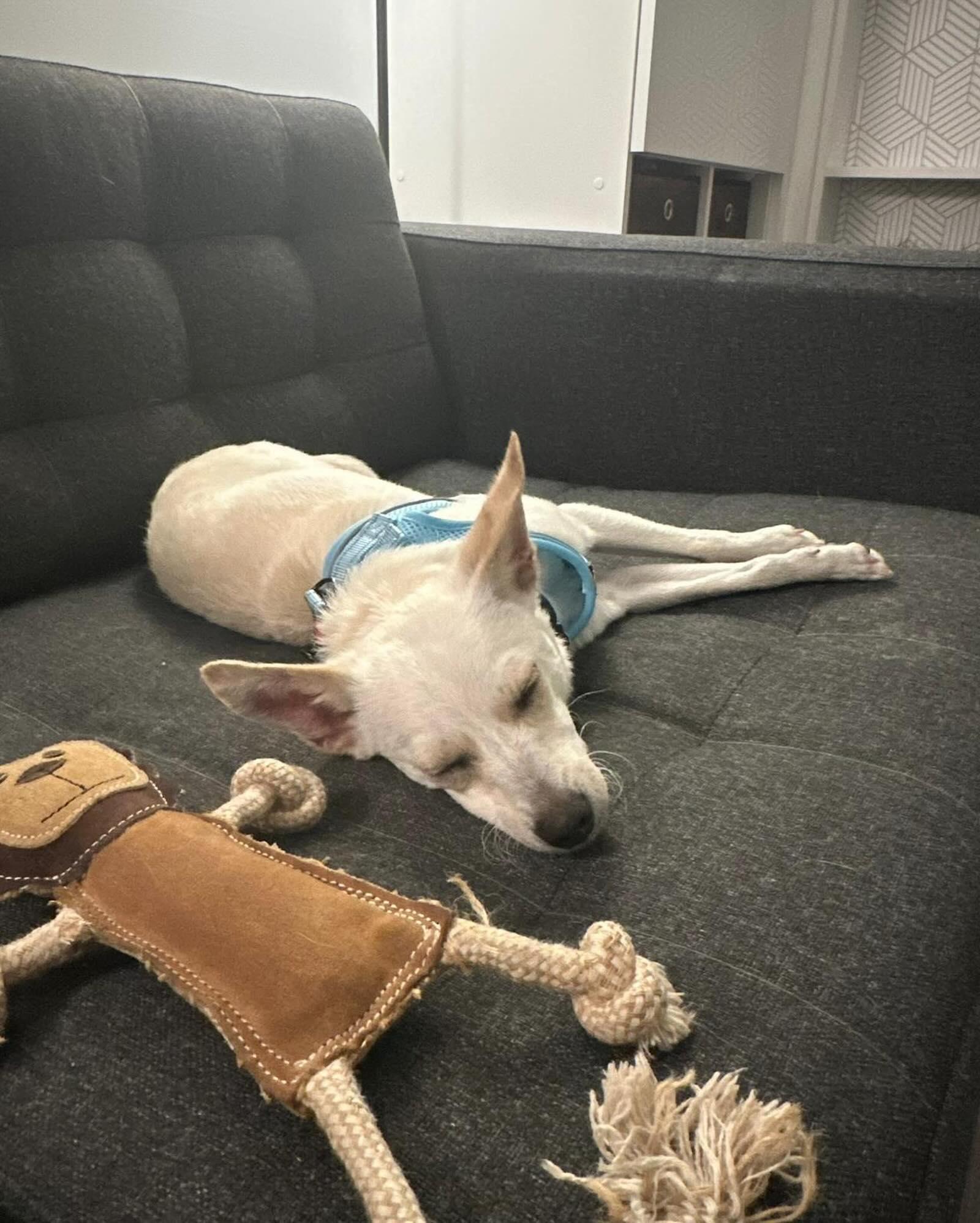 CASHEW, a ADOPTABLE mixed breed in Coquitlam, BC image 5/6