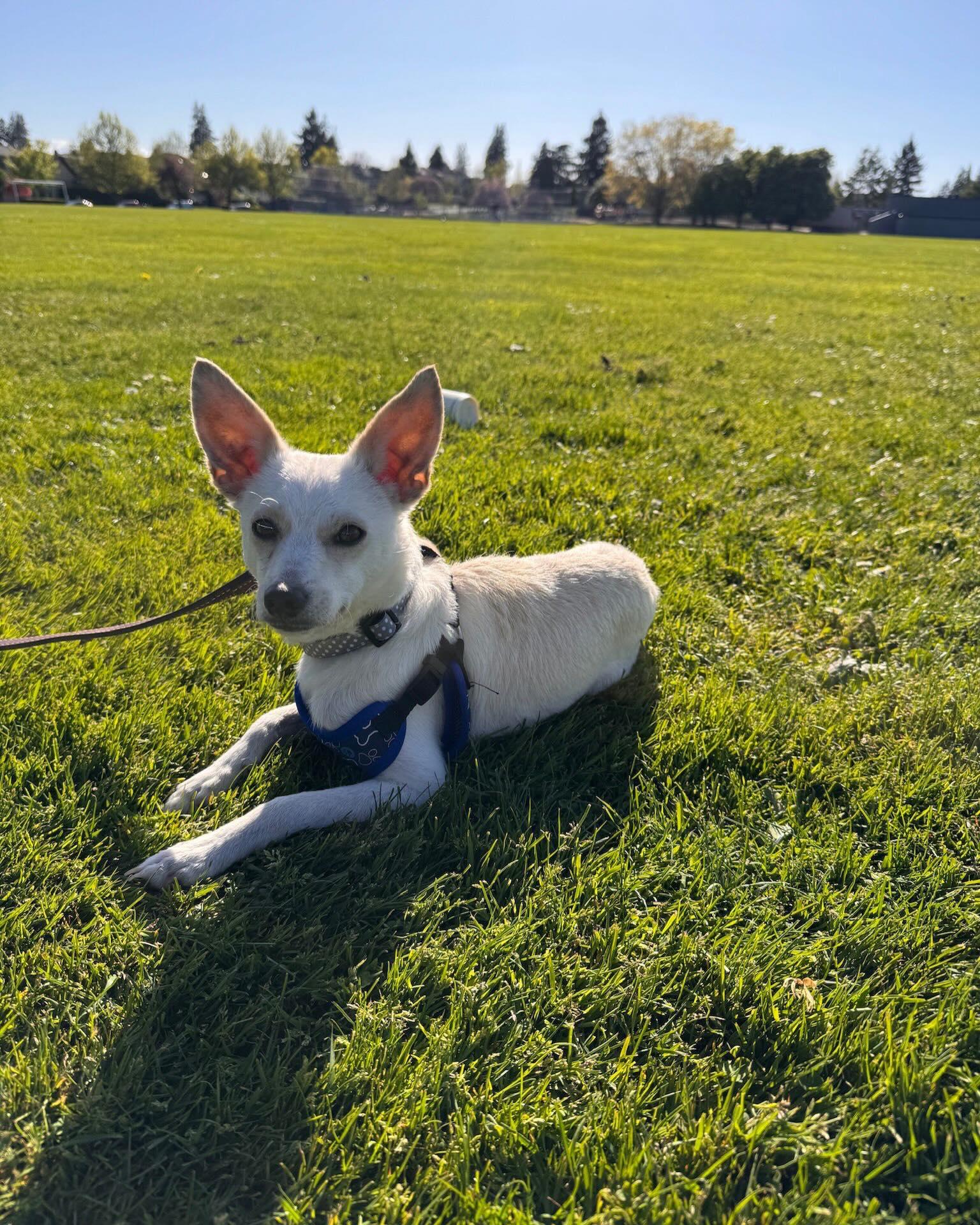 CASHEW, a ADOPTABLE mixed breed in Coquitlam, BC image 2/6