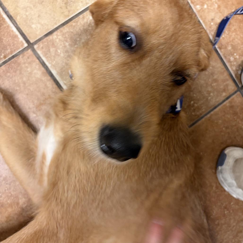 Enlarge FWT Walter, a Adoptable mixed breed in Midland, TX image 1/1