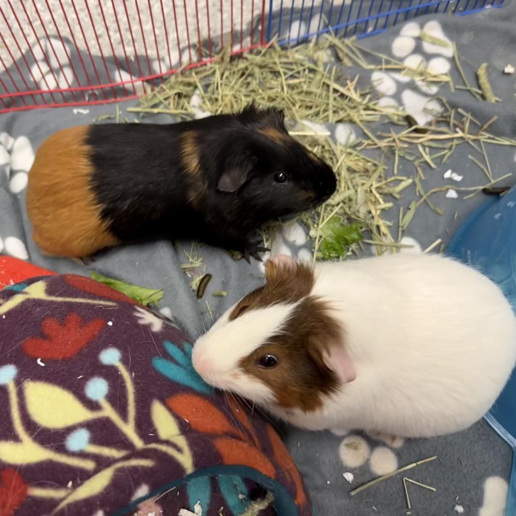 Wilbert, a Adoptable Guinea Pig in Enfield, NH image 1/4