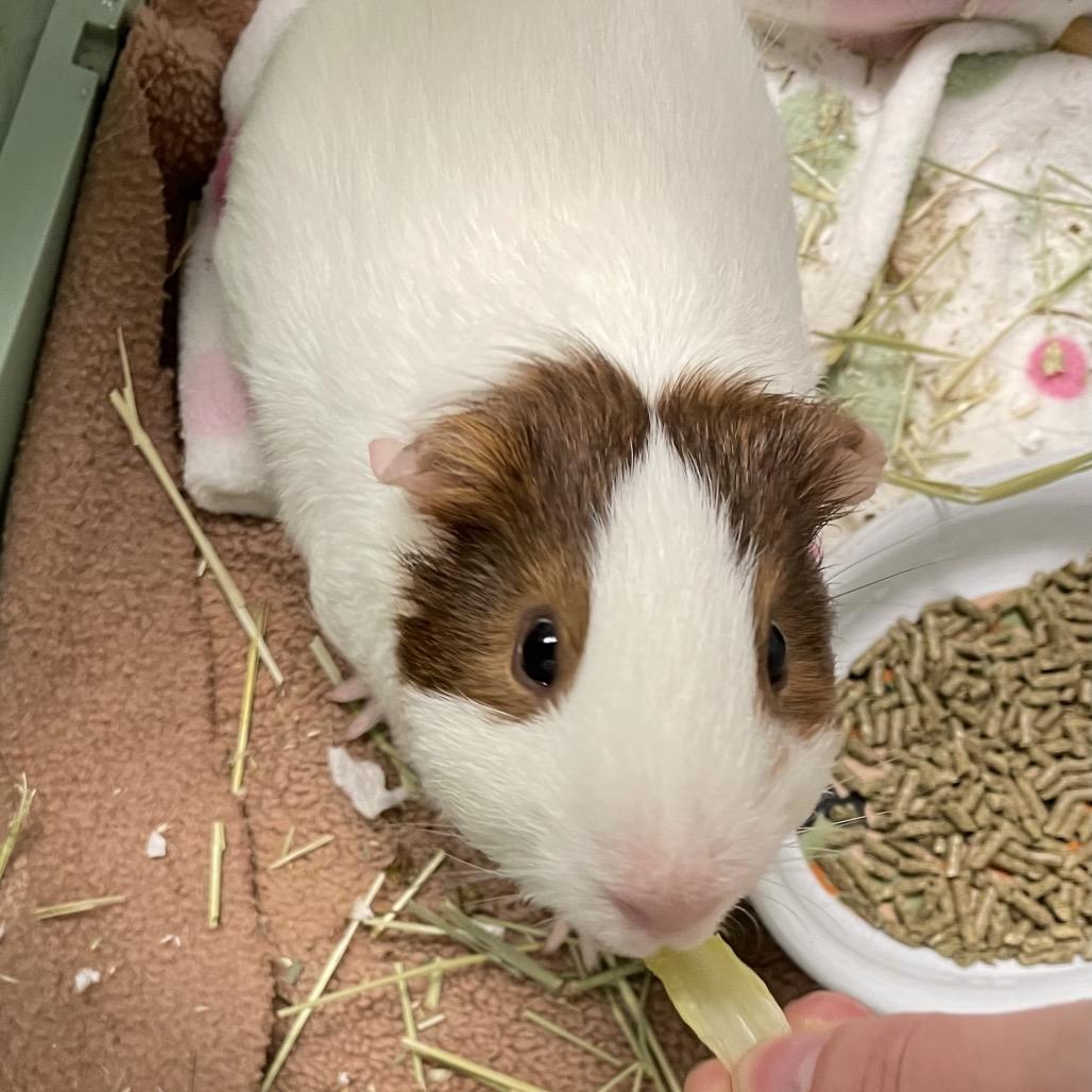 Wilbert, a Adoptable Guinea Pig in Enfield, NH image 3/4