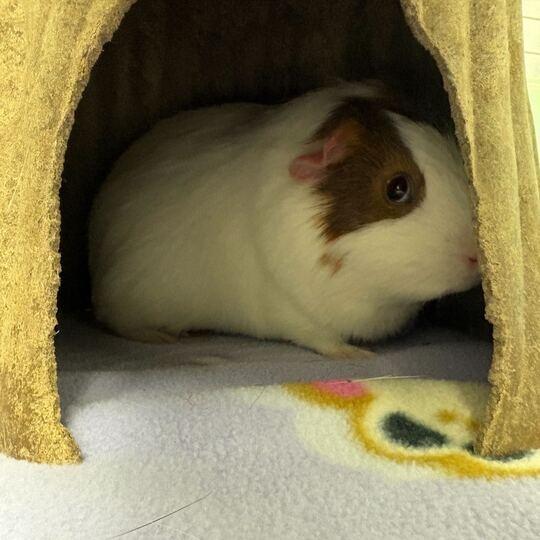 Wilbert, a Adoptable Guinea Pig in Enfield, NH image 4/4