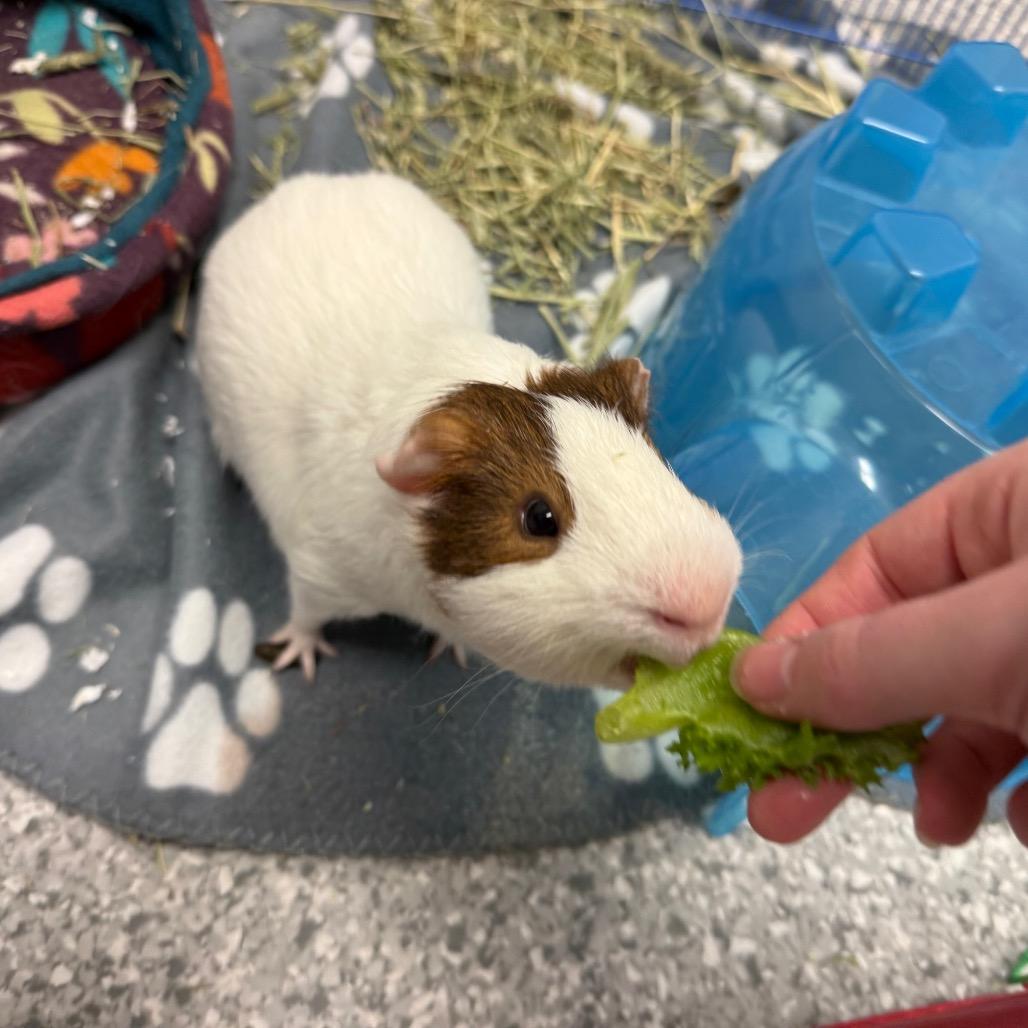 Enlarge Wilbert, a Adoptable Guinea Pig in Enfield, NH image 4/4