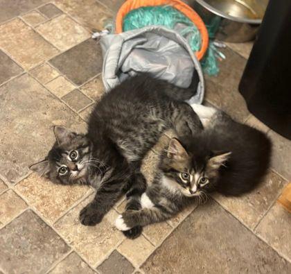 Enlarge Betsy & Niko, an adopted Domestic Long Hair in Williamsport, PA image 3/3