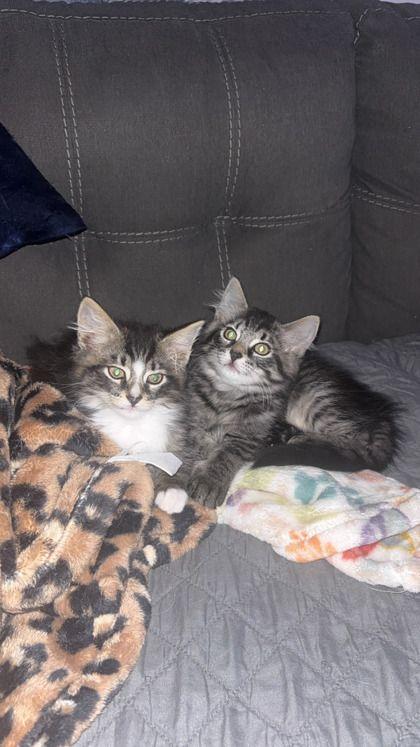 Enlarge Betsy & Niko, an adopted Domestic Long Hair in Williamsport, PA image 2/3