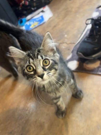 Betsy & Niko, adopted, Kitten Female Domestic Long Hair.