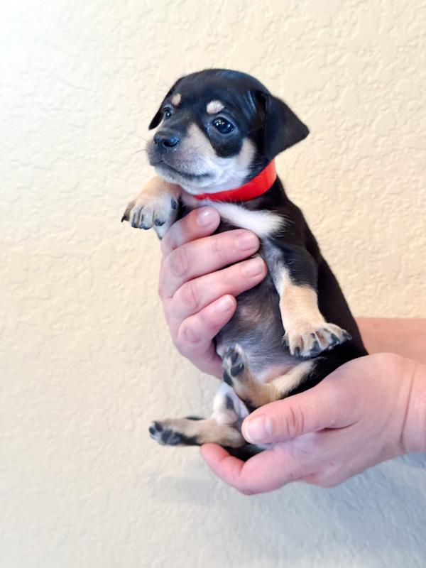 Enlarge Icy, a ADOPTABLE Chihuahua in Southport, CT image 3/6