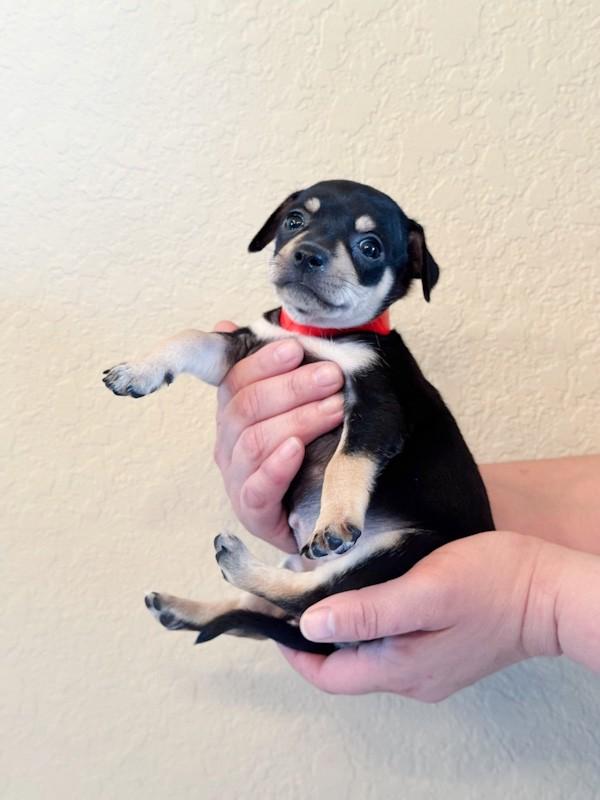 Enlarge Icy, a ADOPTABLE Chihuahua in Southport, CT image 2/6