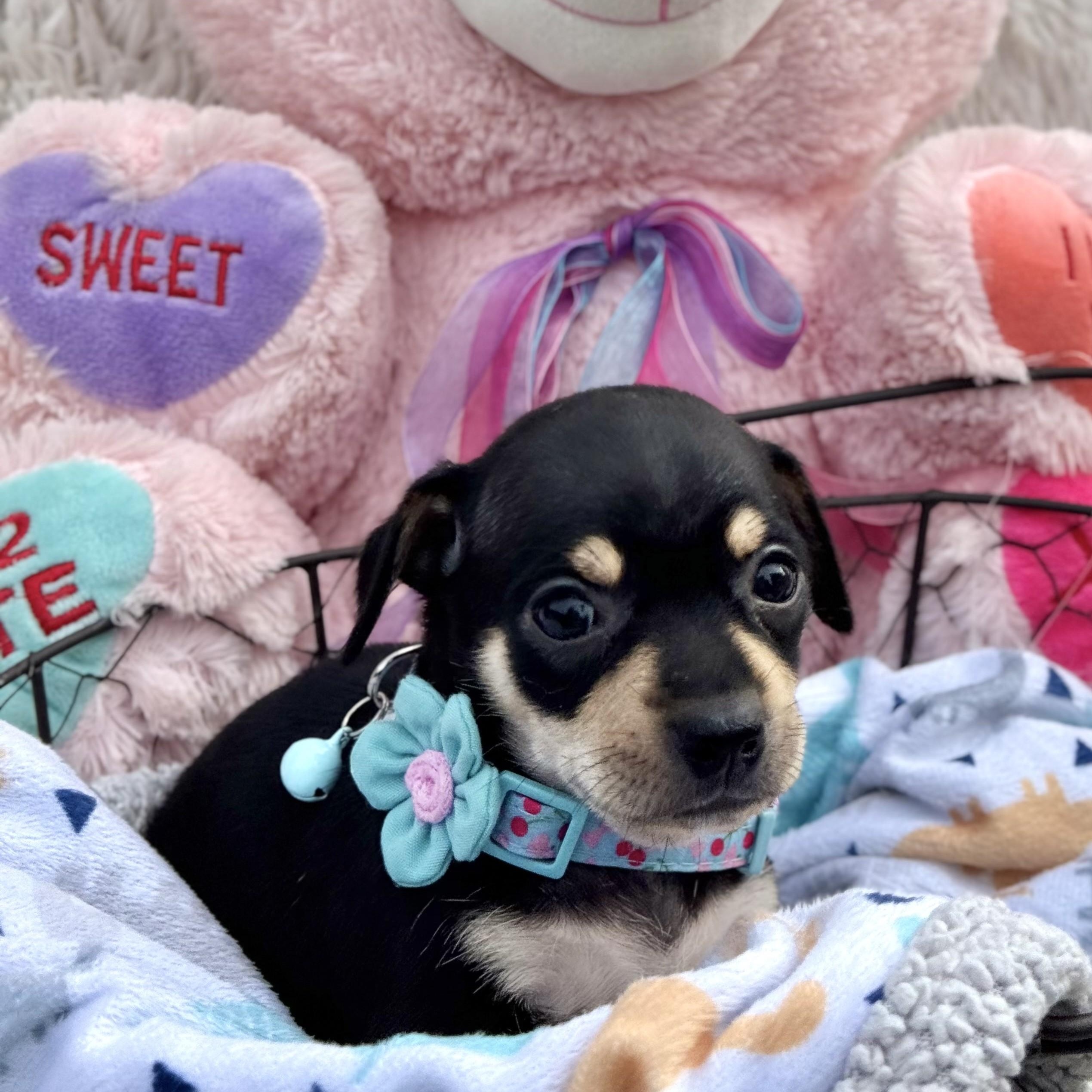 Enlarge Icy, a ADOPTABLE Chihuahua in Southport, CT image 1/6