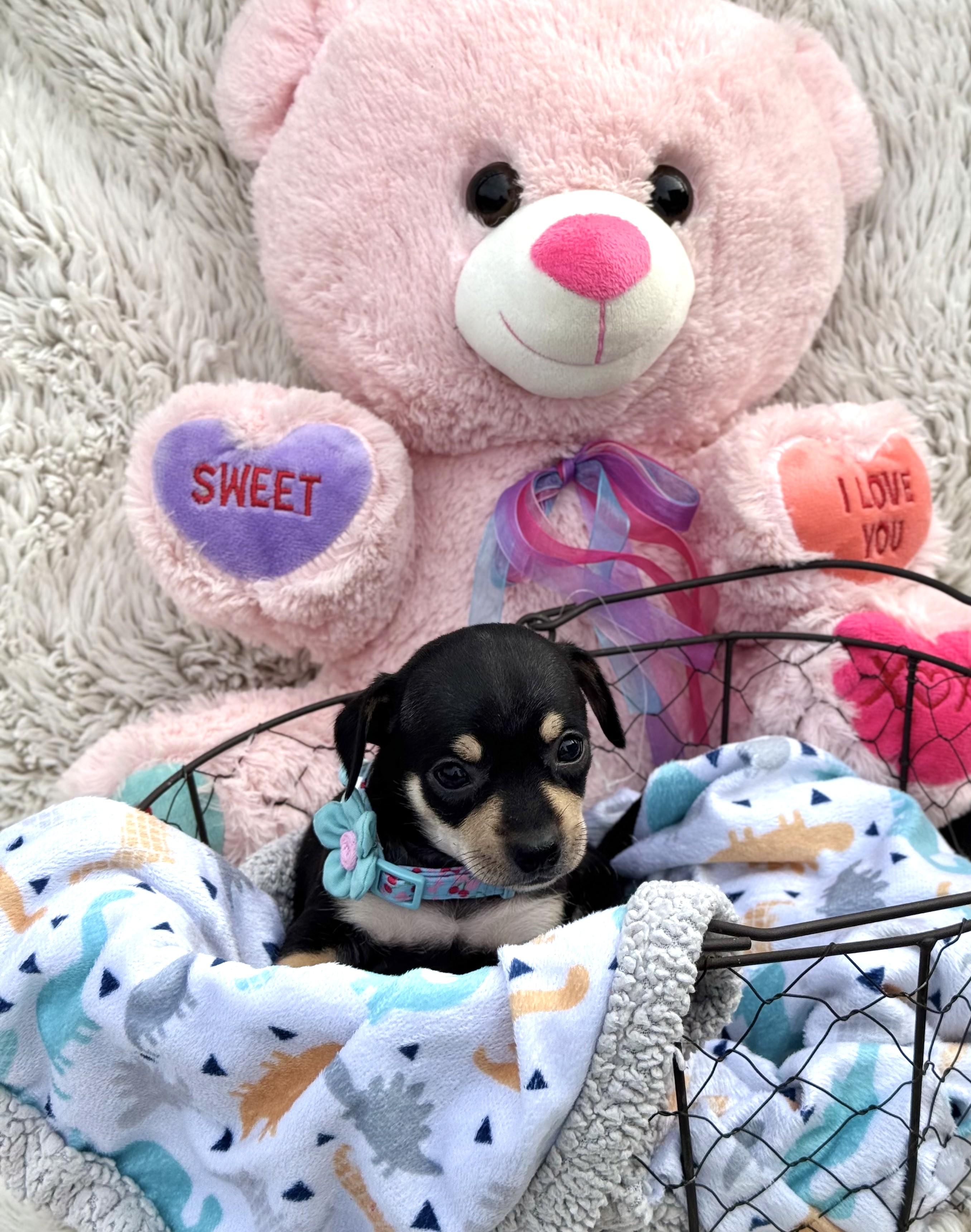 Enlarge Icy, a ADOPTABLE Chihuahua in Southport, CT image 4/6