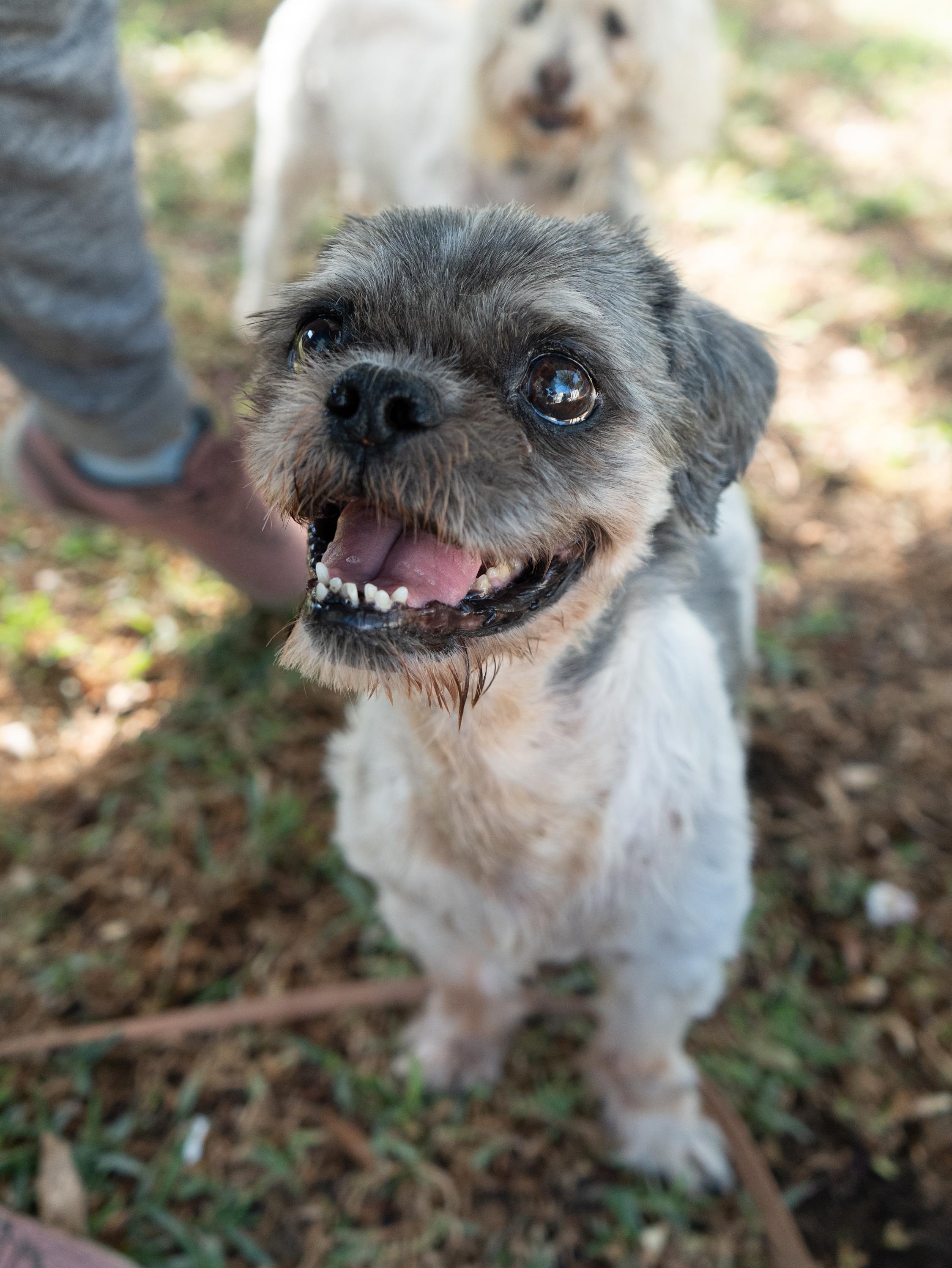 WINSTON , an adoptable Shih Tzu in Fresno, CA image 1/6