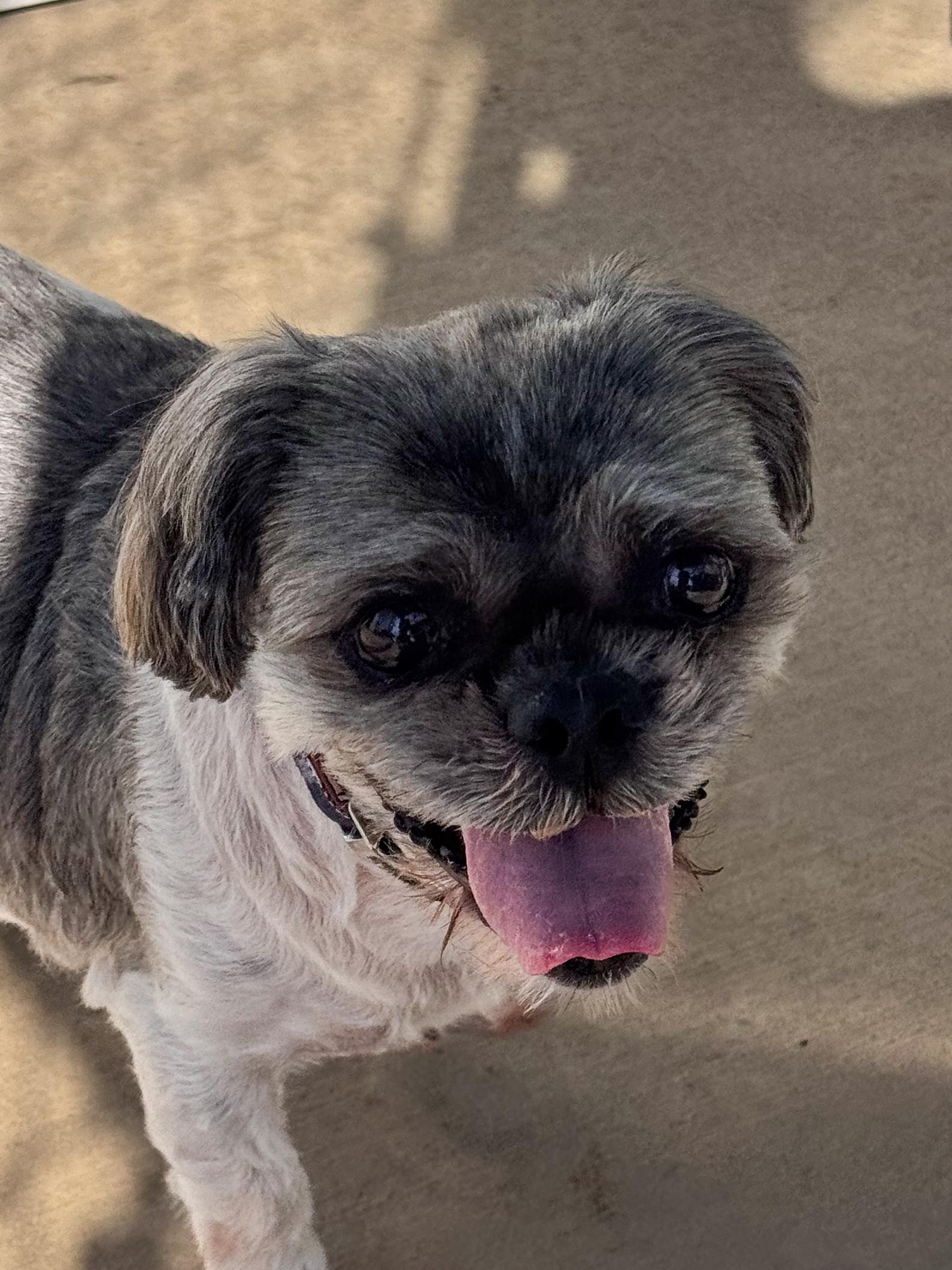 Enlarge WINSTON , a Adoptable Shih Tzu in Fresno, CA image 3/4