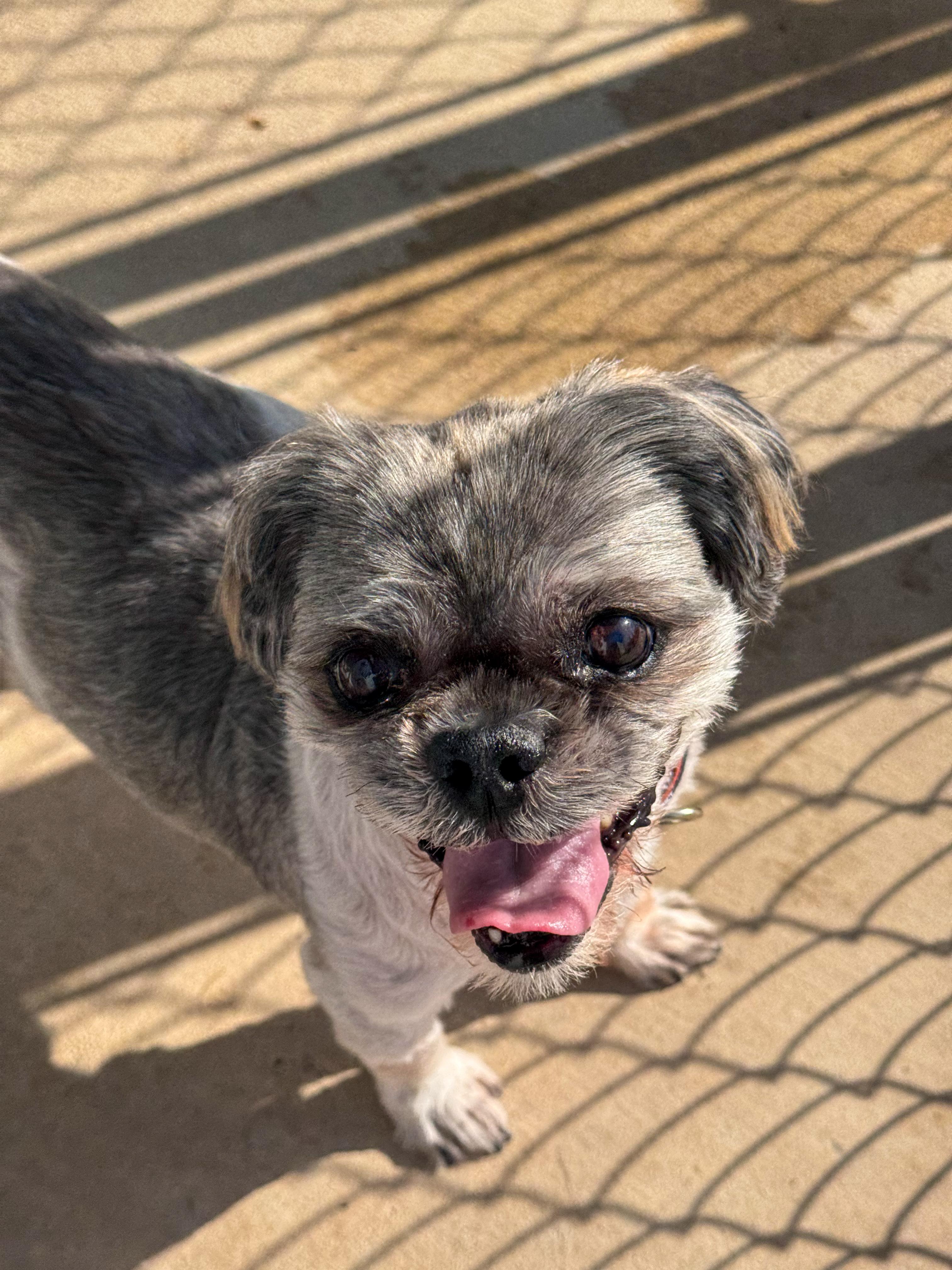 Enlarge WINSTON , a Adoptable Shih Tzu in Fresno, CA image 1/4