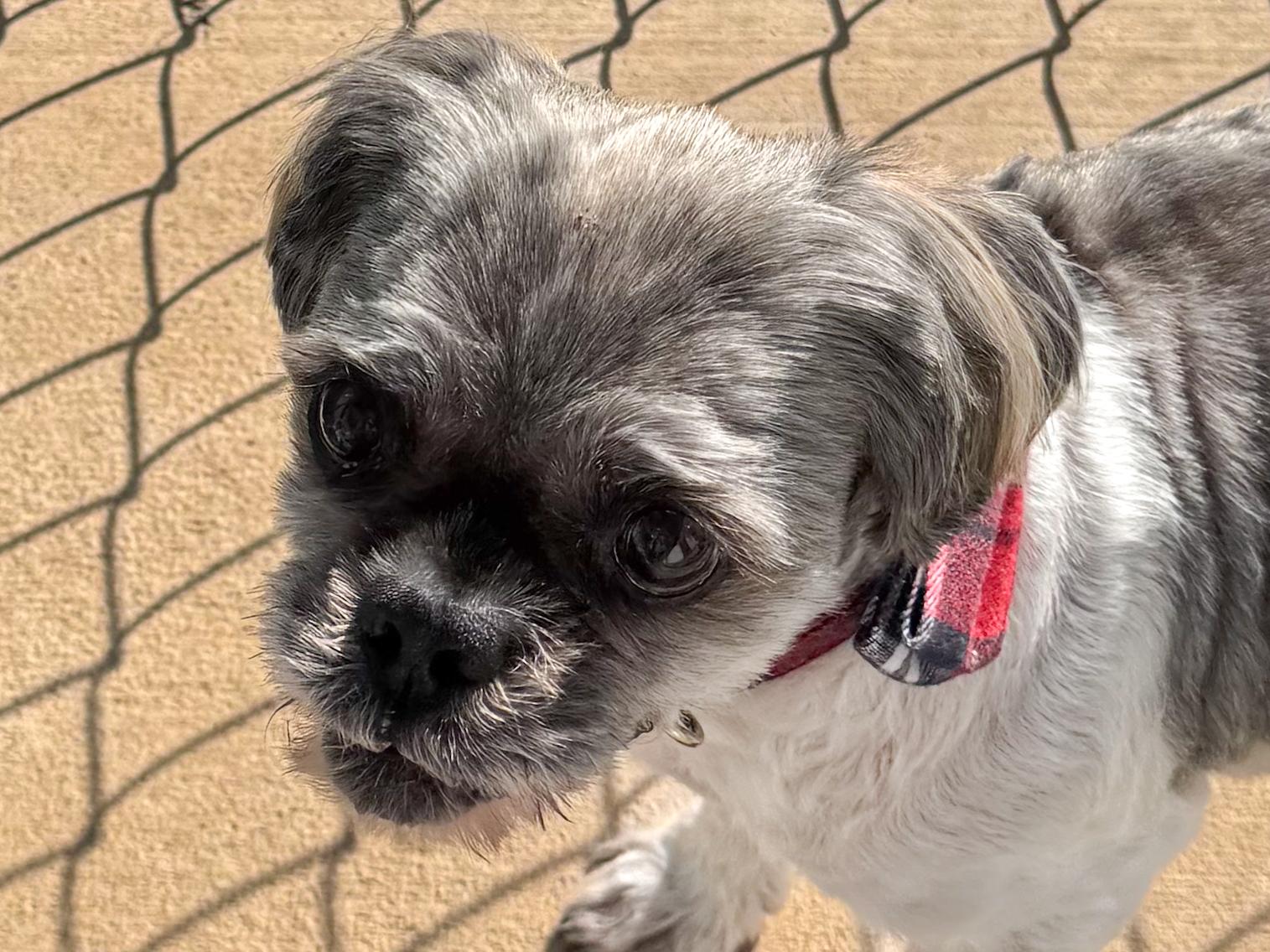 Enlarge WINSTON , a Adoptable Shih Tzu in Fresno, CA image 2/4