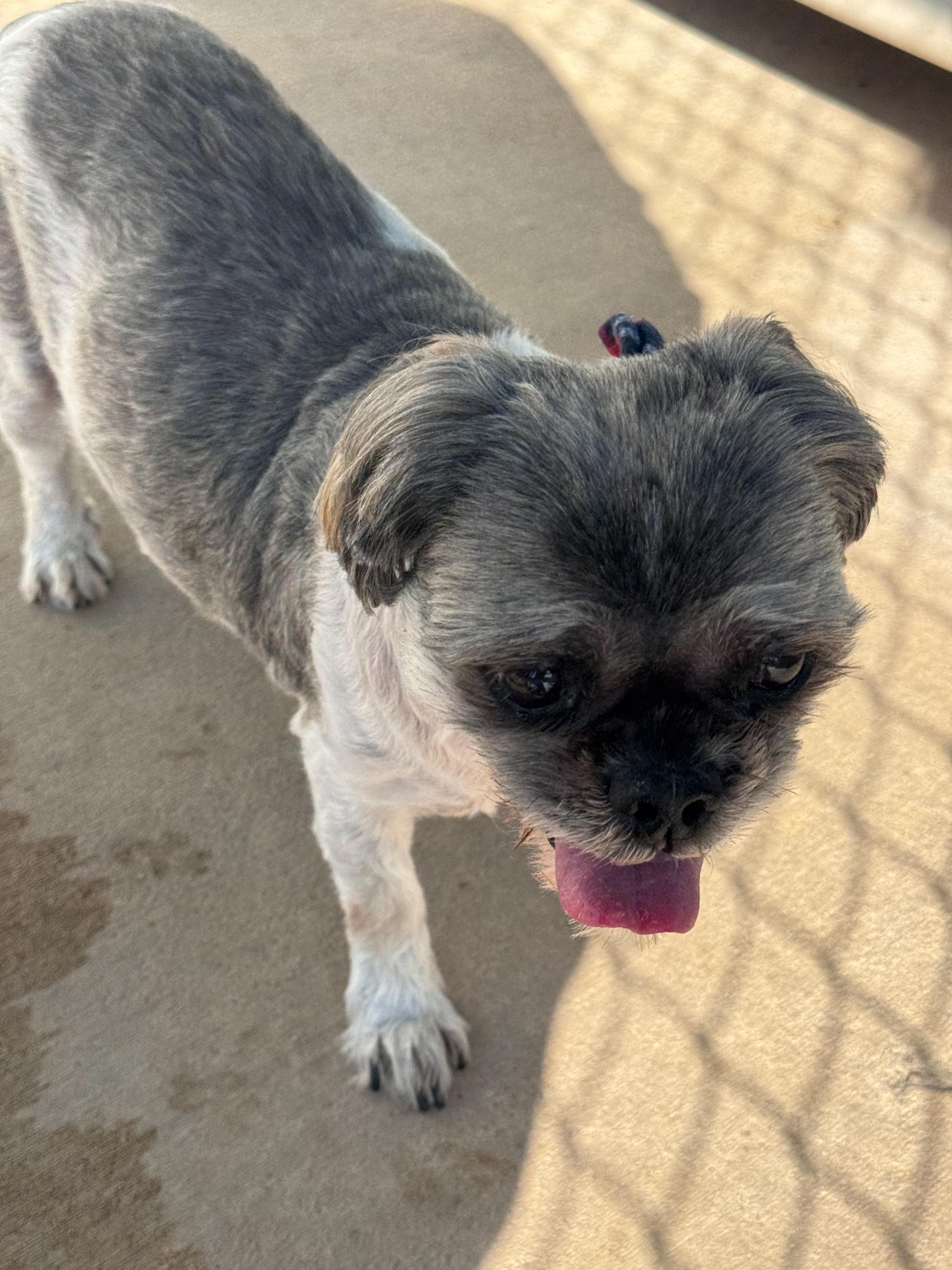 Enlarge WINSTON , a Adoptable Shih Tzu in Fresno, CA image 4/4