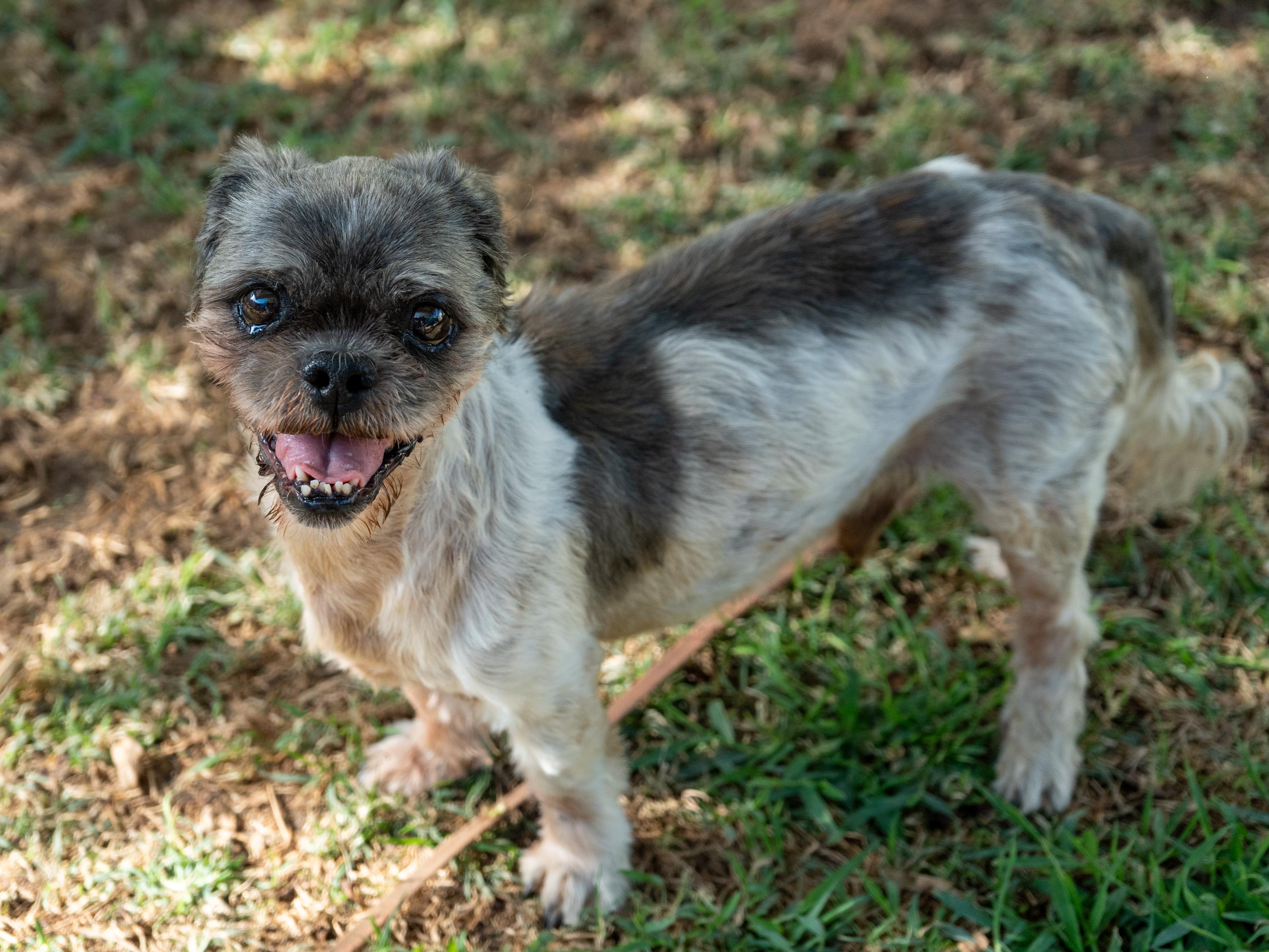 WINSTON , an adoptable Shih Tzu in Fresno, CA image 3/6