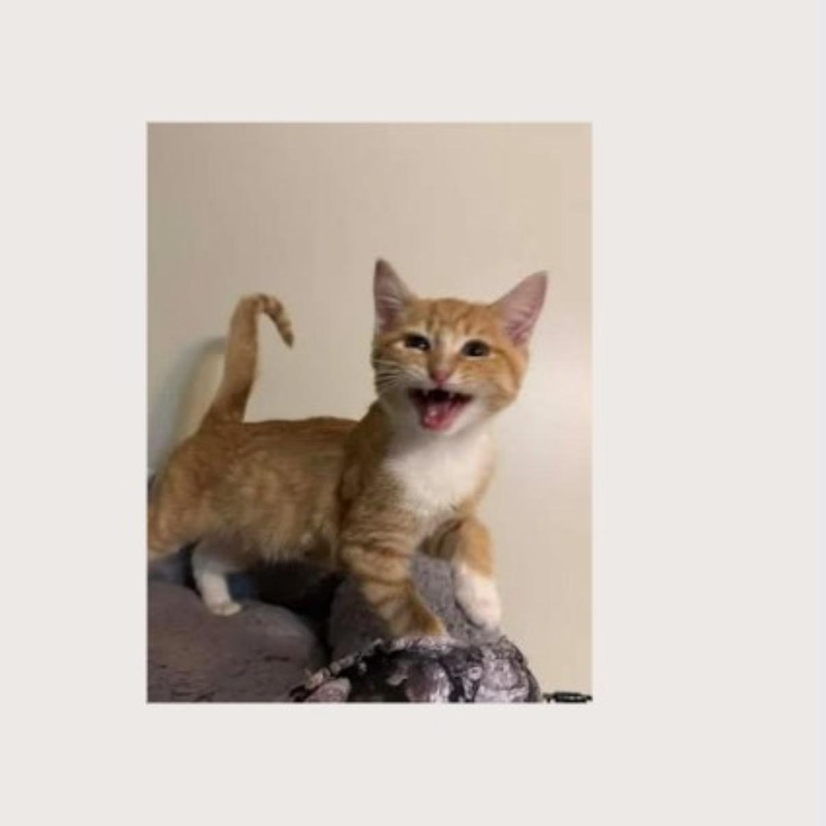 Mark, Adoptable, Kitten Male Domestic Short Hair.