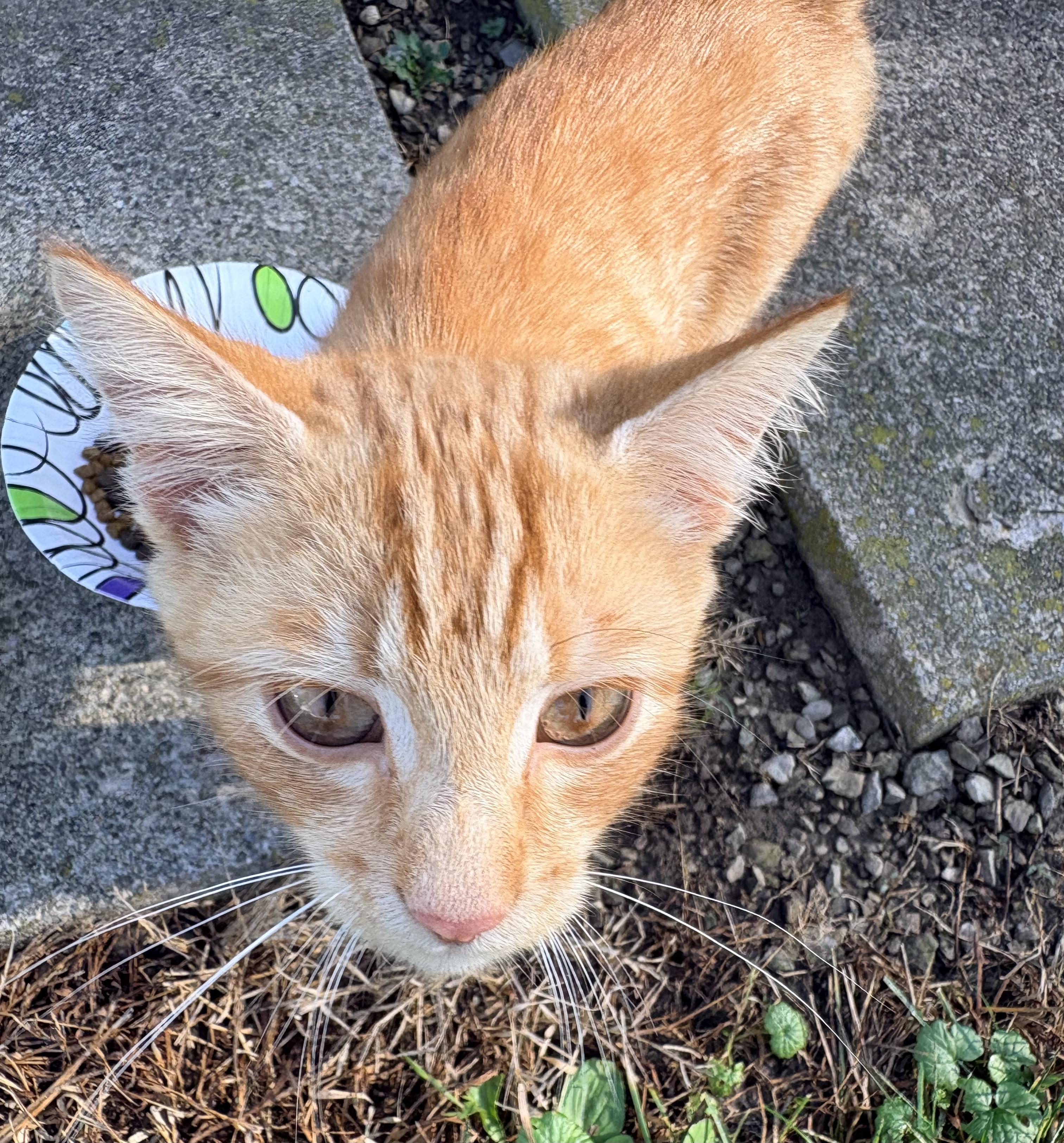 Enlarge Friend, a Adopted mixed breed in Plain City, OH image 4/5