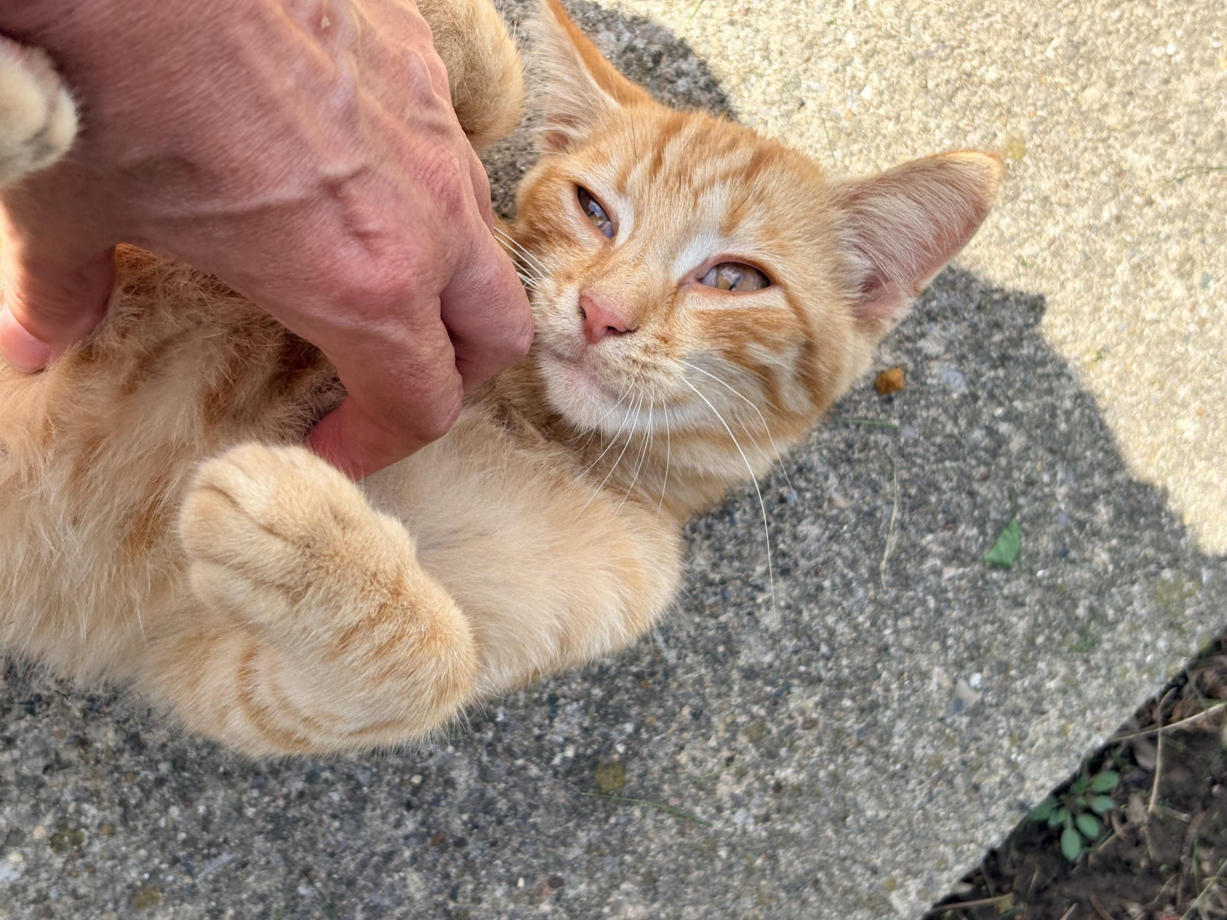 Friend, Adopted, Kitten Male Tabby & Domestic Short Hair.