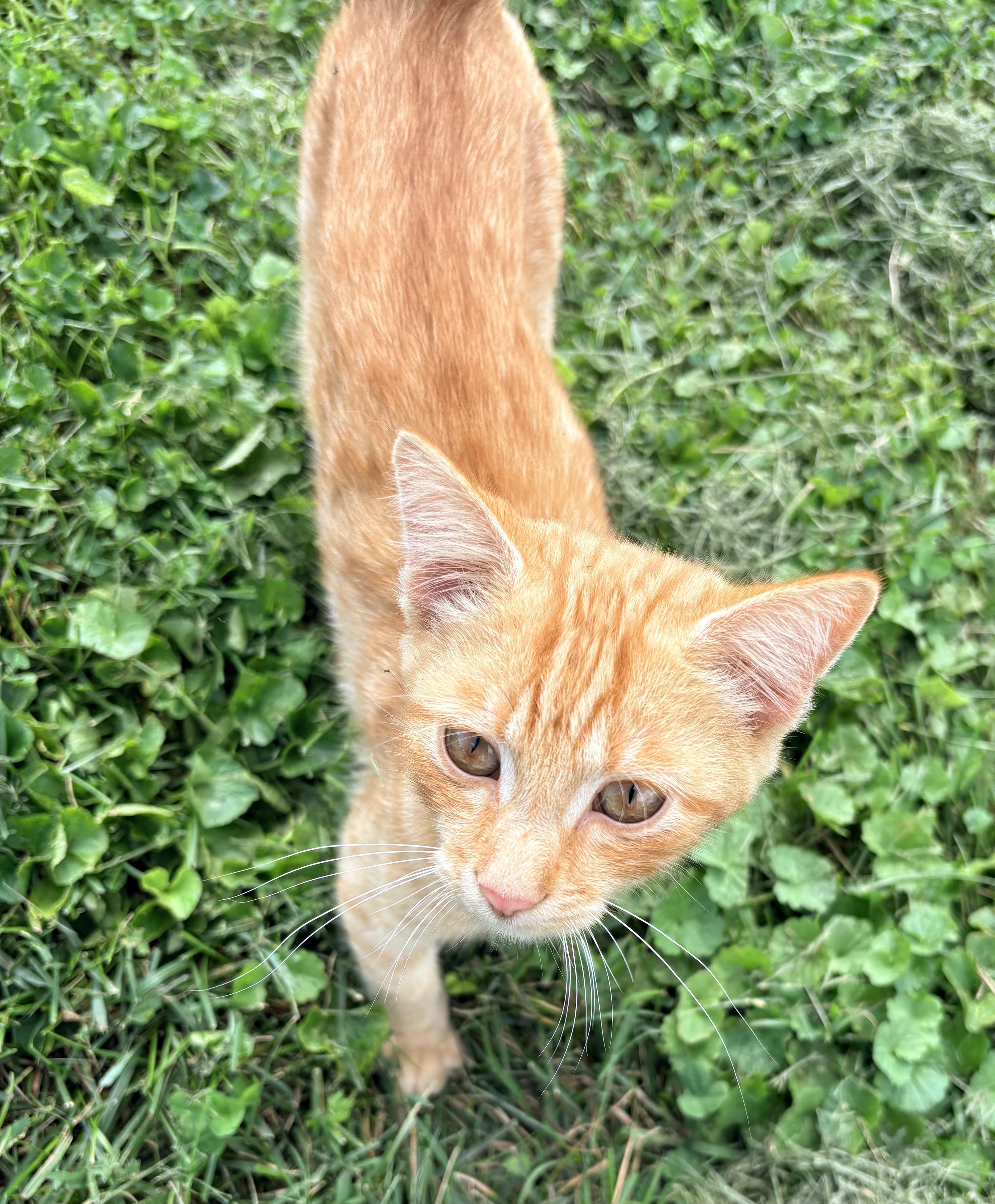 Enlarge Friend, a Adopted mixed breed in Plain City, OH image 5/5