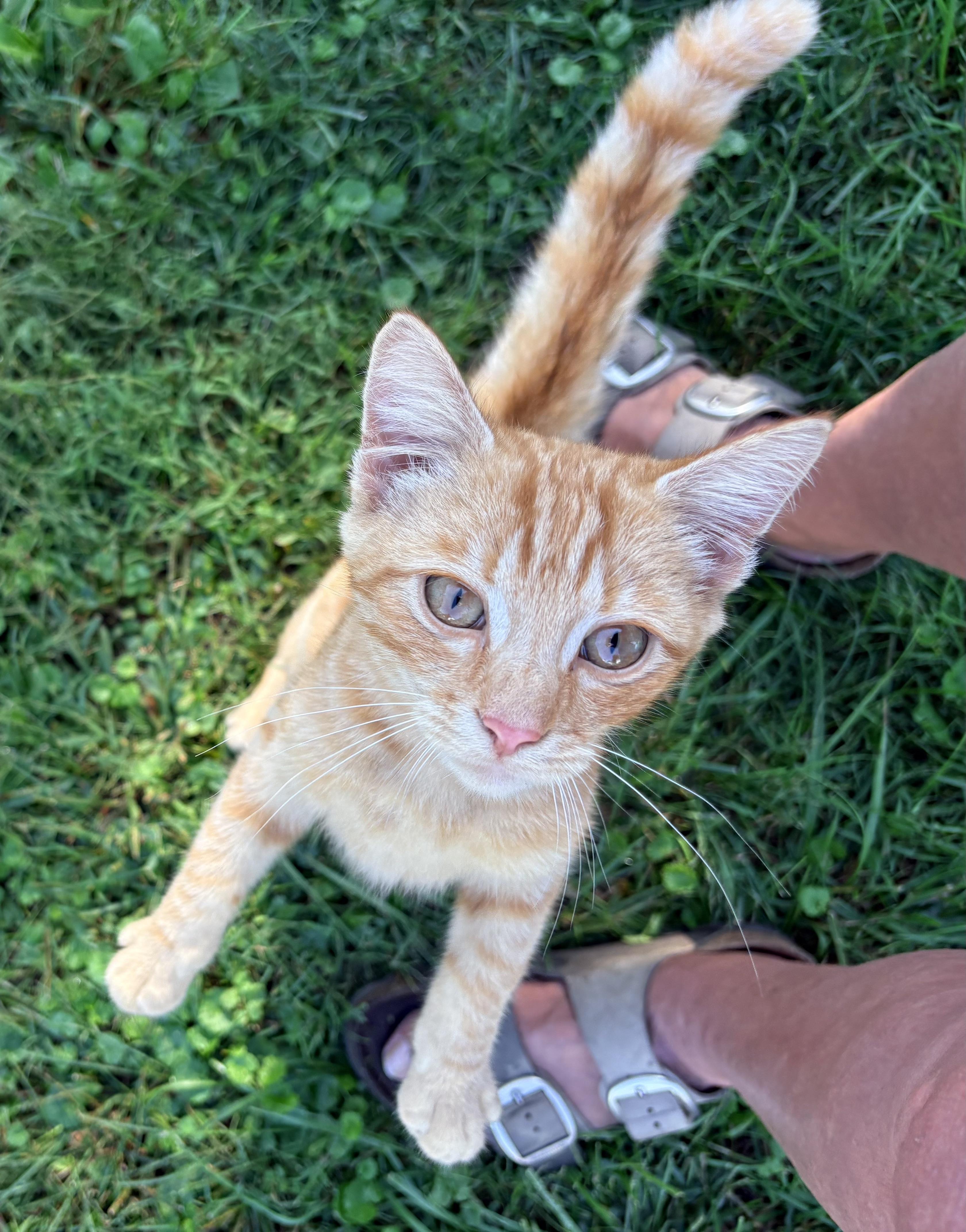 Enlarge Friend, a Adopted mixed breed in Plain City, OH image 2/5
