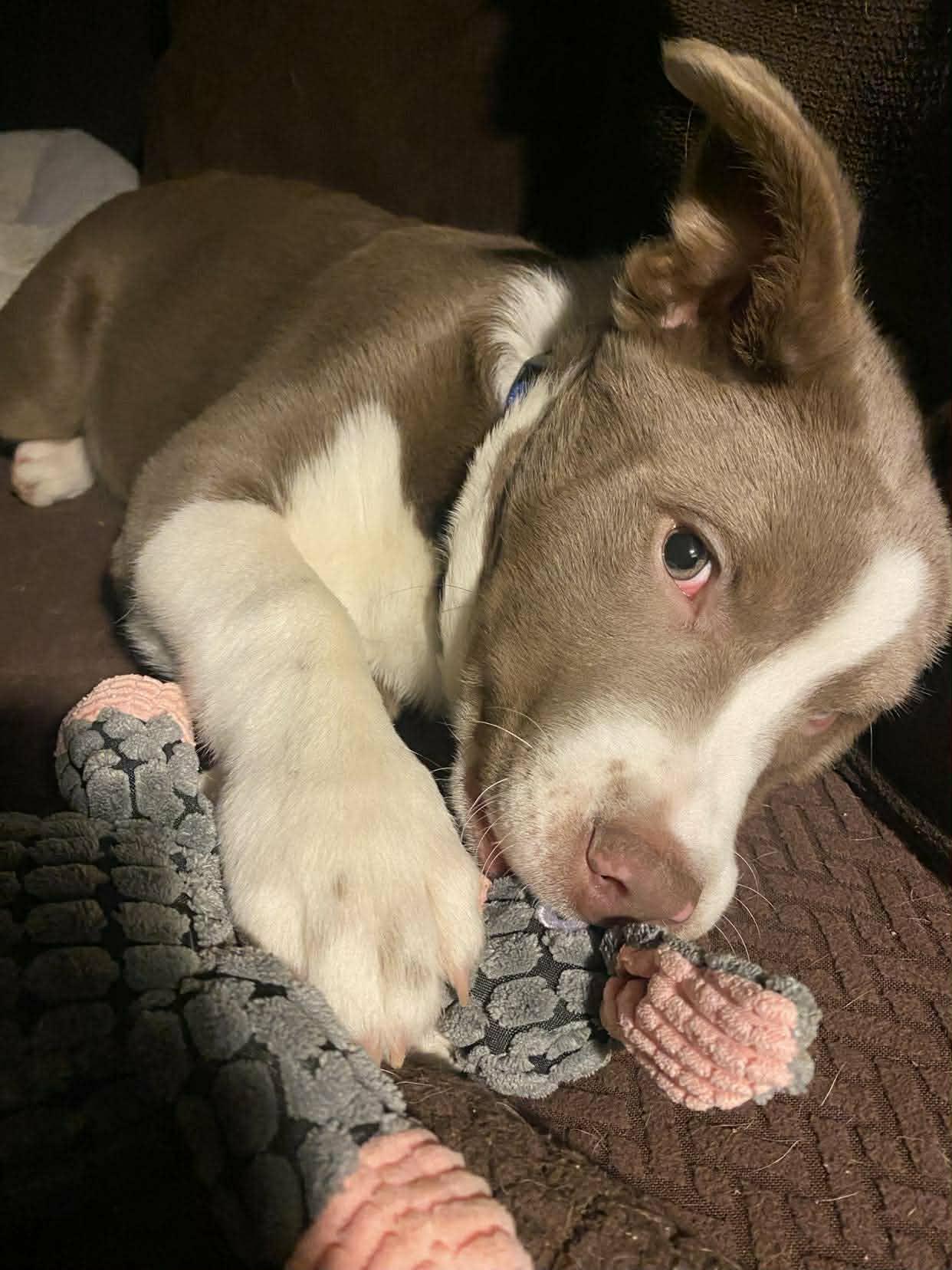 Enlarge Gus, a ADOPTABLE mixed breed in Maybrook, NY image 6/6
