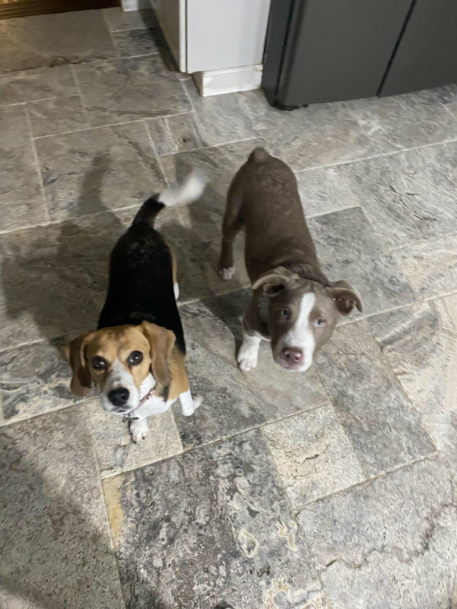 Enlarge Gus, a ADOPTABLE mixed breed in Maybrook, NY image 4/6