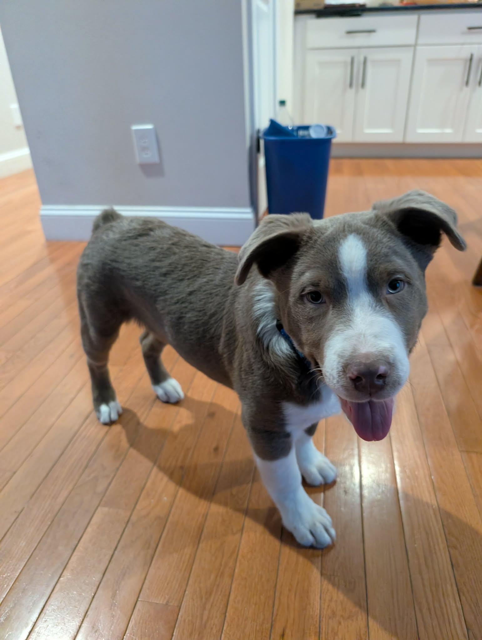 Enlarge Gus, a ADOPTABLE mixed breed in Maybrook, NY image 5/6
