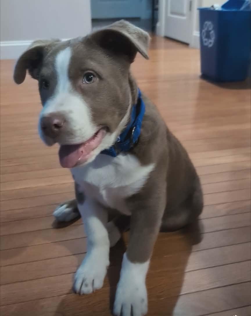 Enlarge Gus, a ADOPTABLE mixed breed in Maybrook, NY image 1/6