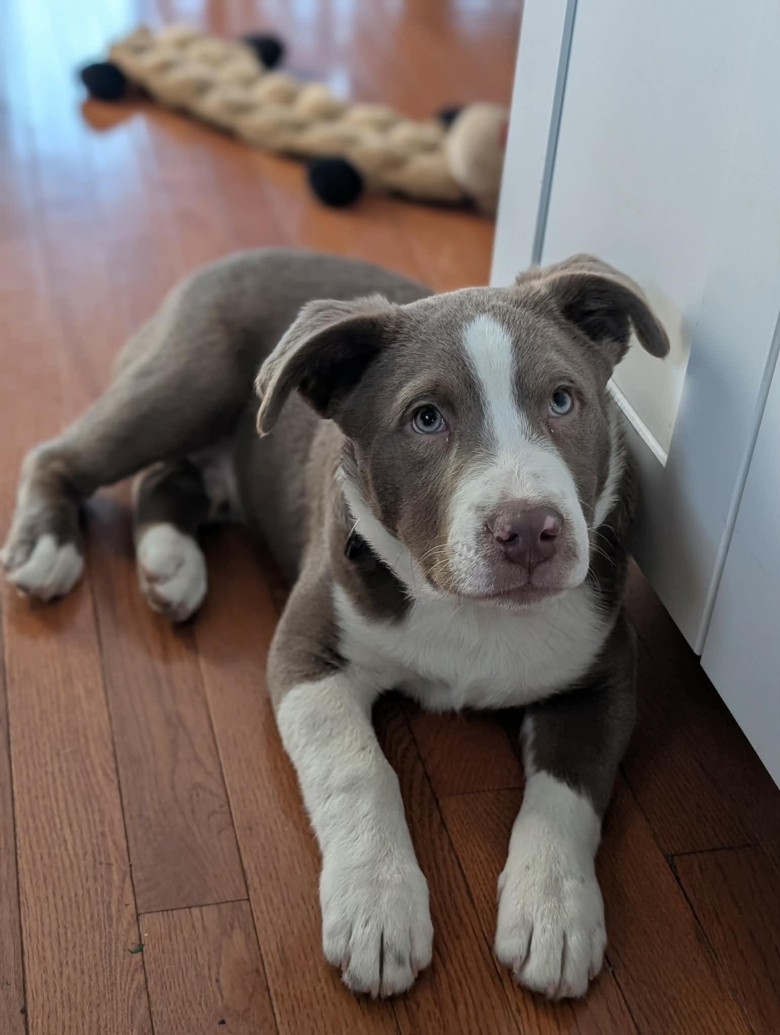 Enlarge Gus, a ADOPTABLE mixed breed in Maybrook, NY image 2/6