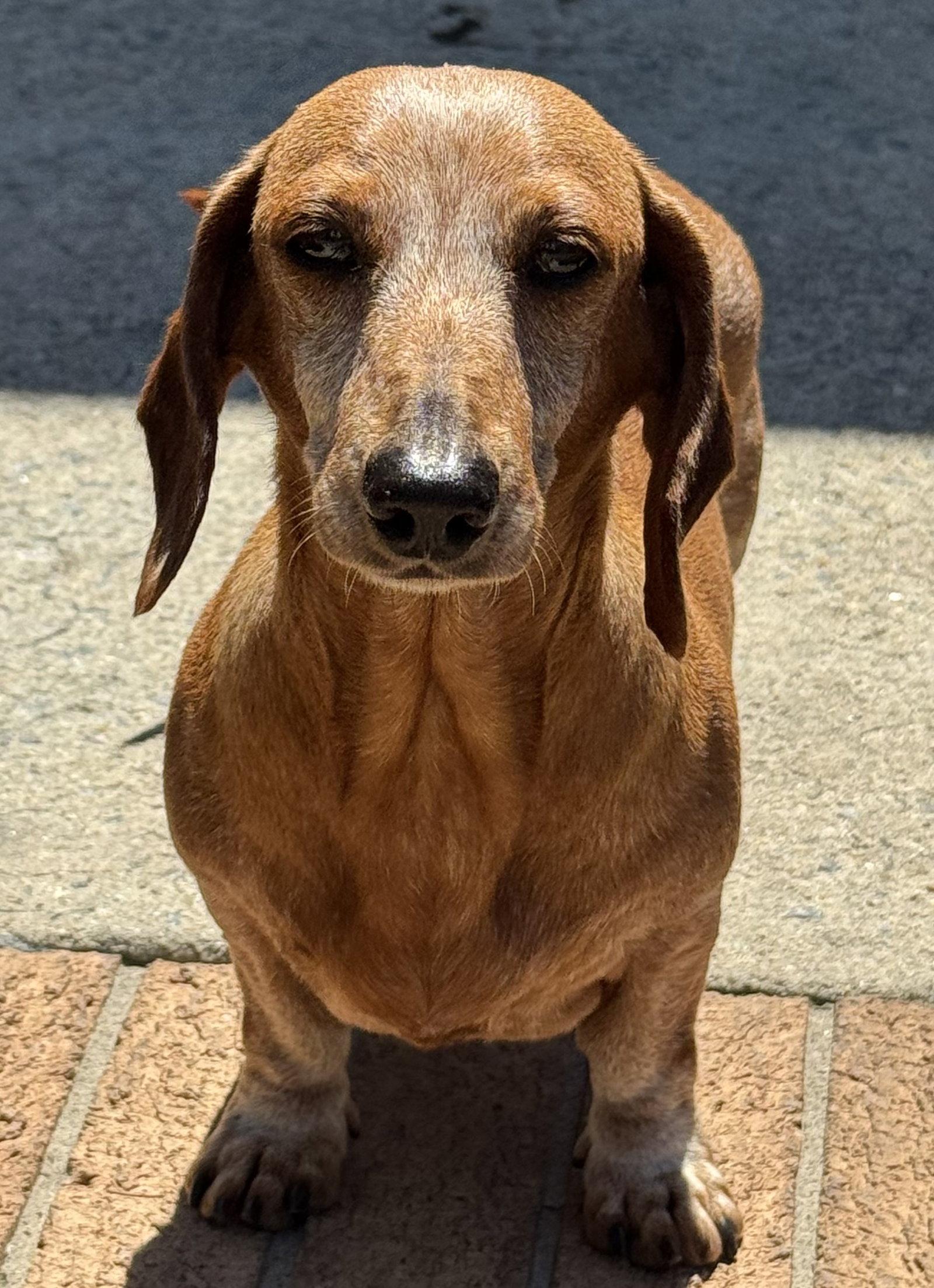 Ariel2, a Adopted Dachshund in West Columbia, SC image 1/3