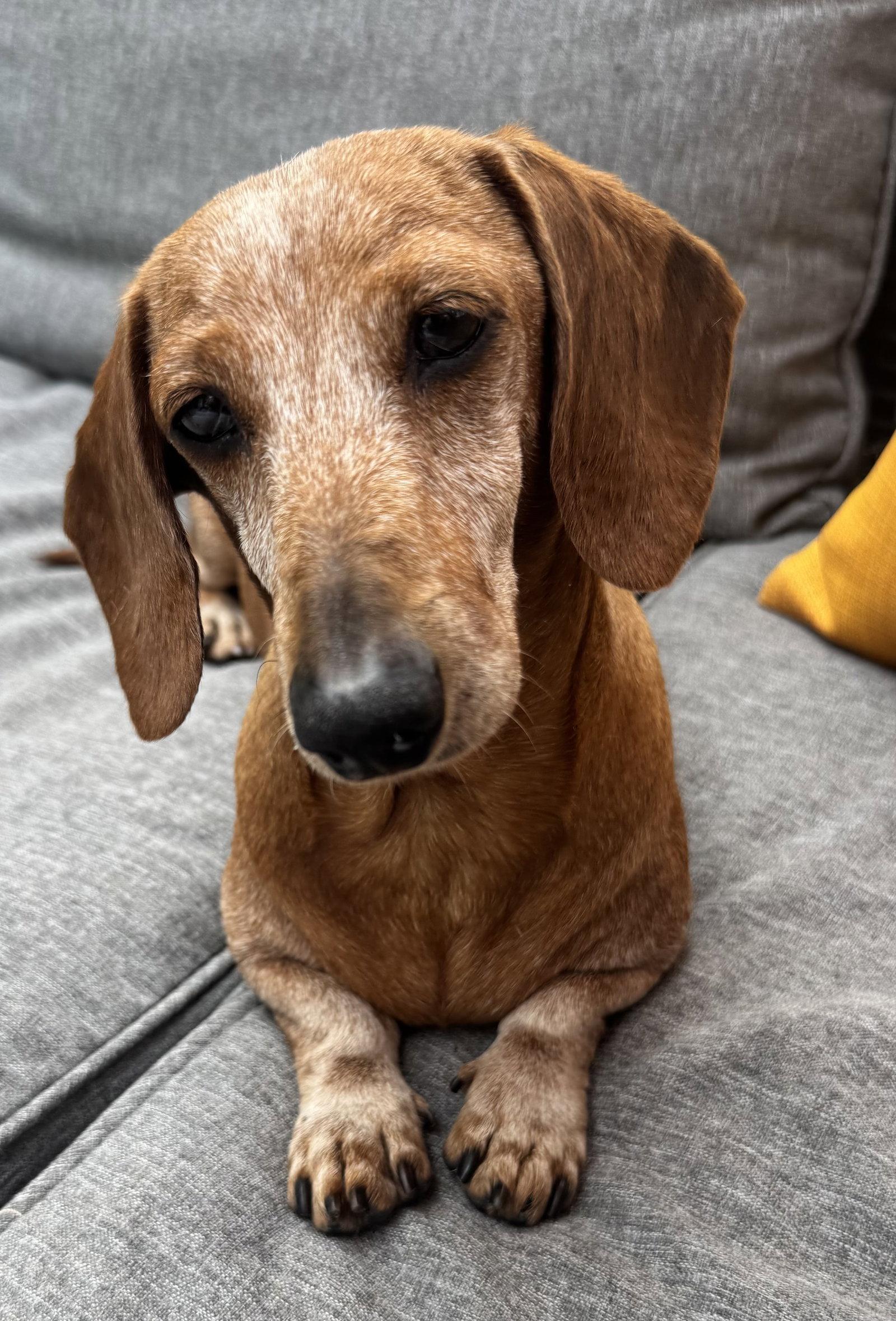 Ariel2, a Adopted Dachshund in West Columbia, SC image 2/3