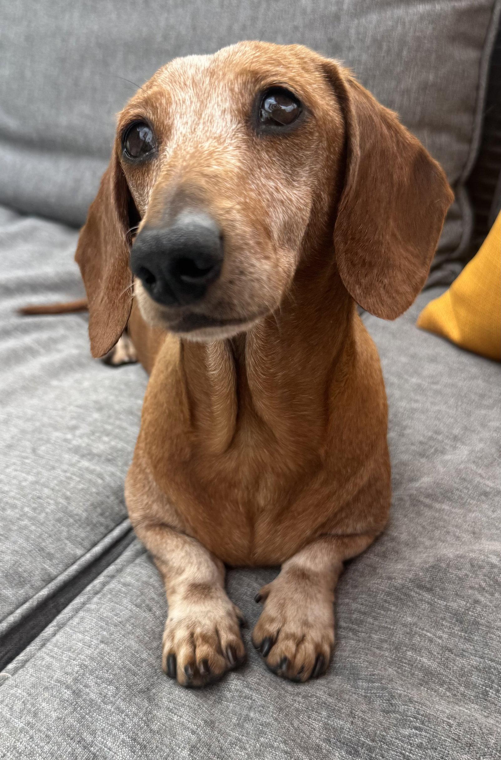 Ariel2, a Adopted Dachshund in West Columbia, SC image 3/3