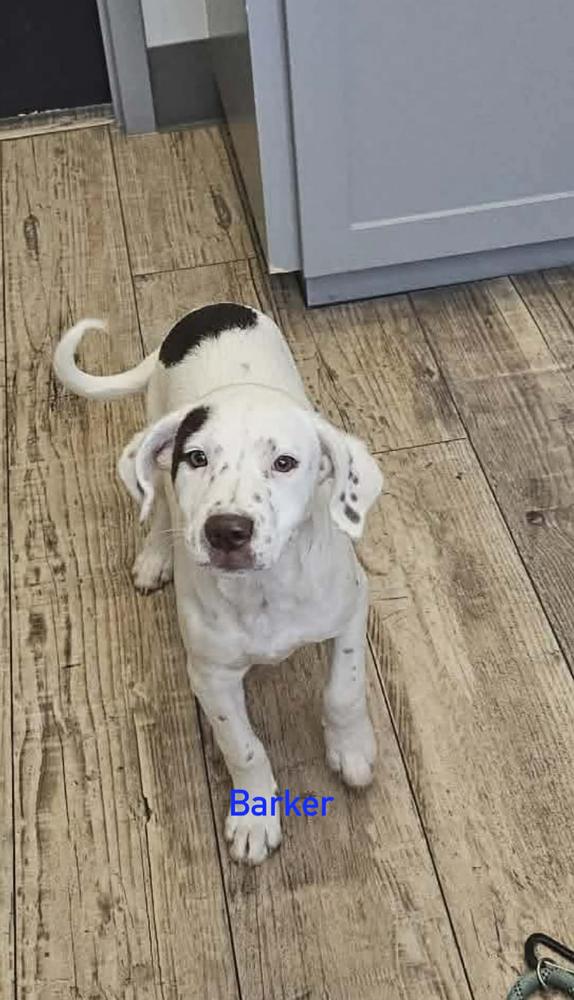 Barker, Adoptable, Puppy Male Hound.