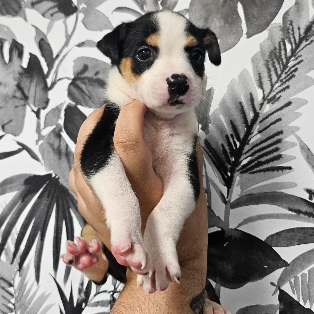 MRI, Adoptable, Puppy Female Terrier & Shepherd.