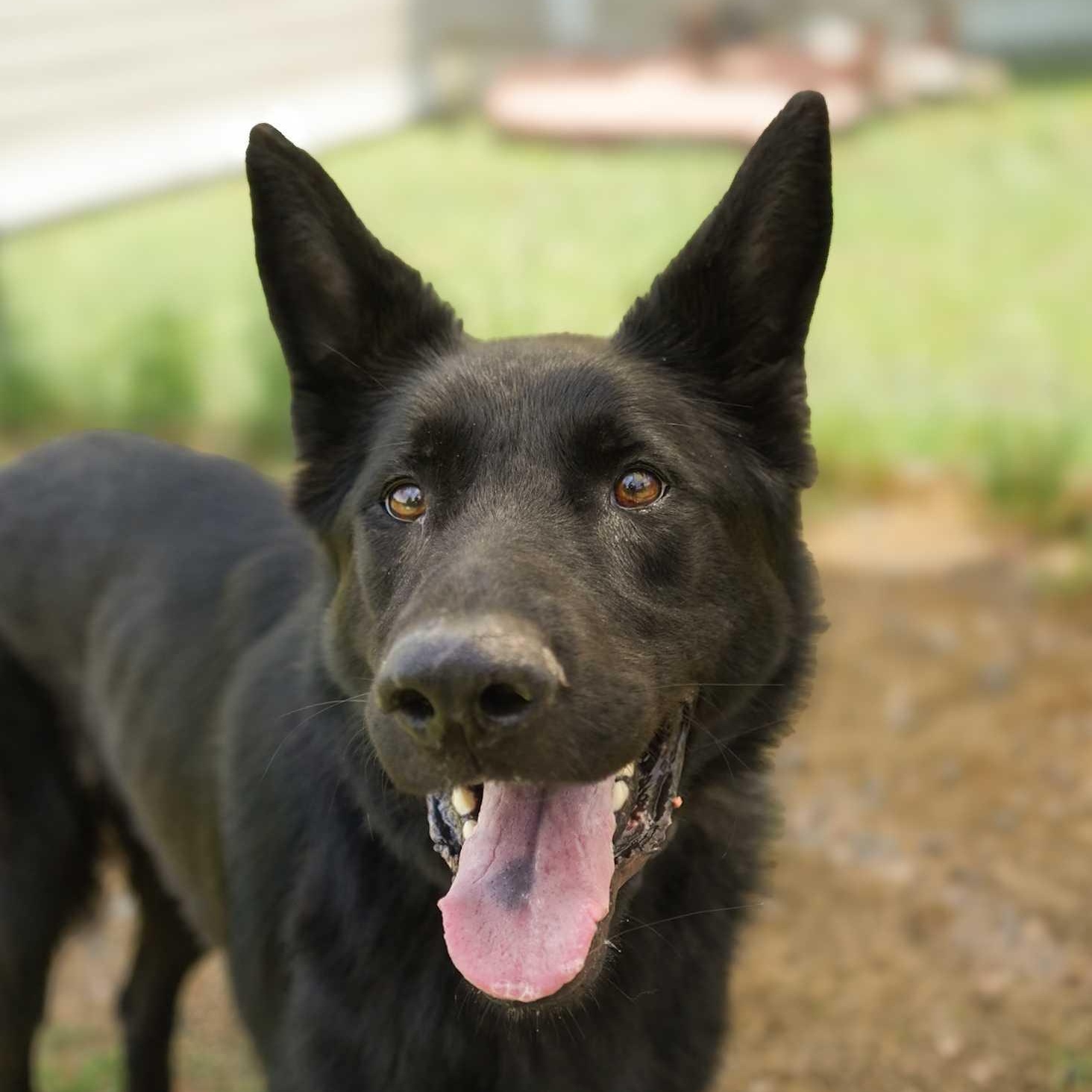 Enlarge Zeke 51723, an adopted mixed breed in Aiken, SC image 1/1
