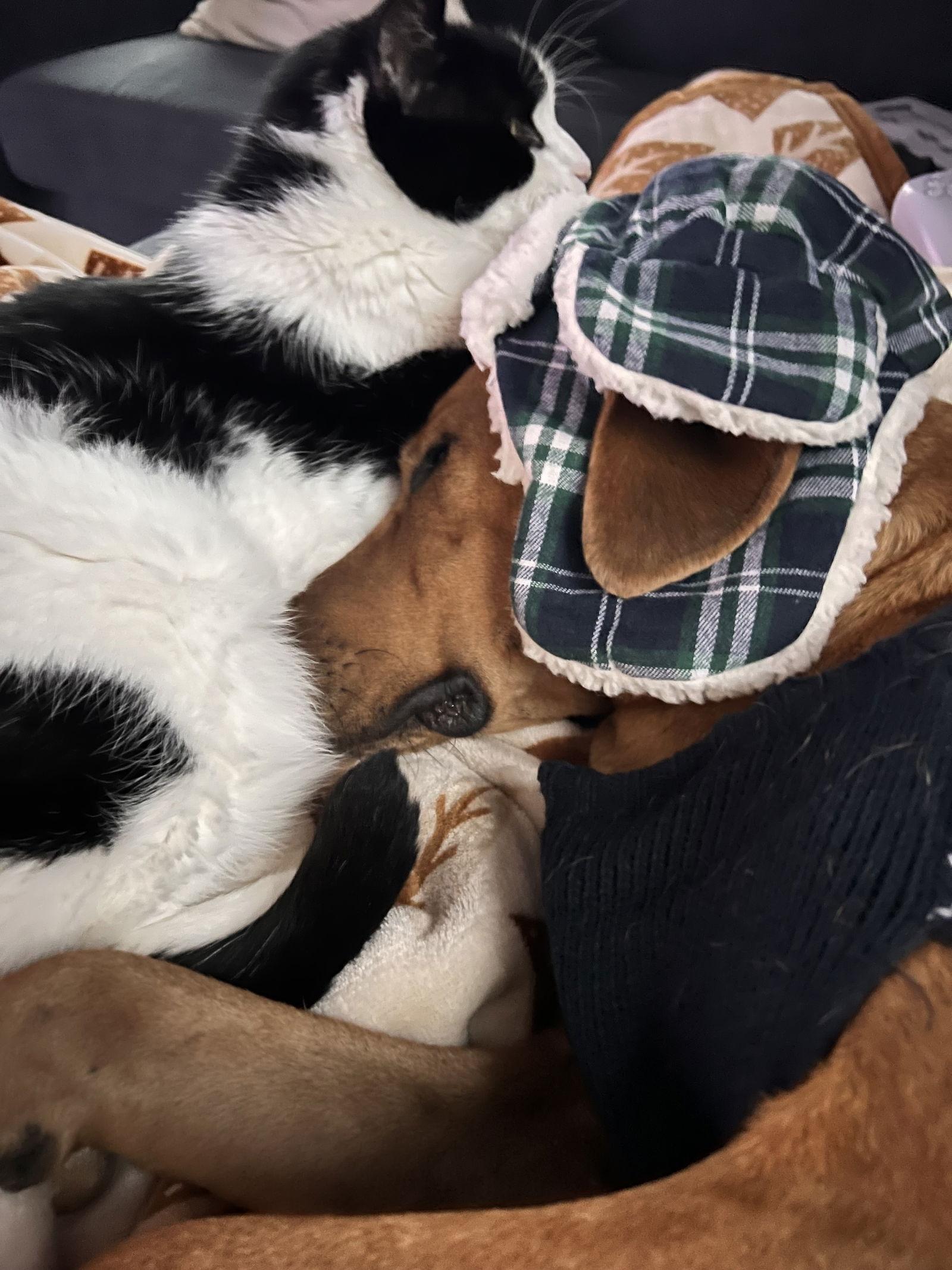 Sammy, a Adoptable mixed breed in Virginia Beach, VA image 2/3