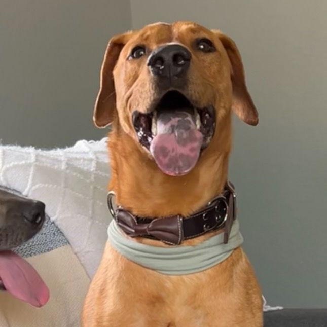 Sammy, Adoptable, Adult Male Rhodesian Ridgeback & Labrador Retriever.