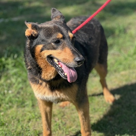Mojo