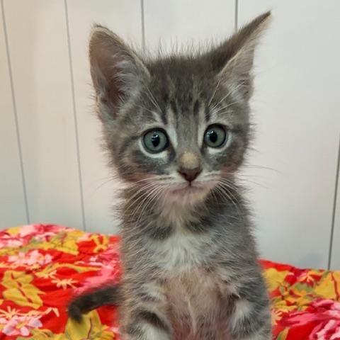 Enlarge Alfie, a Adoptable Domestic Short Hair in Los Angeles, CA image 1/2
