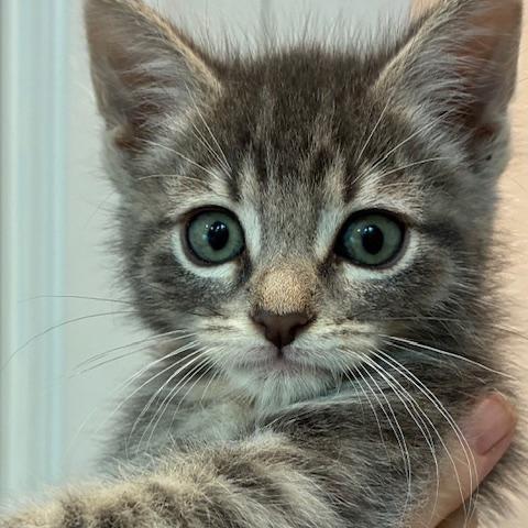 Enlarge Alfie, a Adoptable Domestic Short Hair in Los Angeles, CA image 2/2