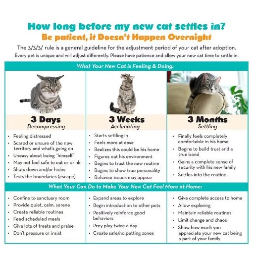 Largo, Adoptable, Young Male Domestic Short Hair.