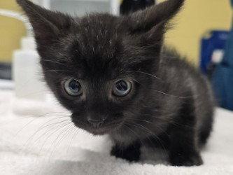 CA 133 Wozza, a Adoptable Domestic Short Hair in Glen Allen, VA image 1/3